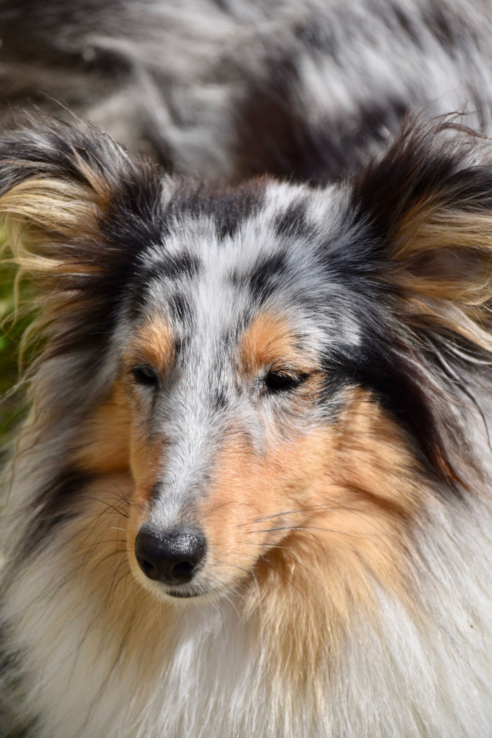 Nikon D5600 sample photo. Dog, bitch, shetland sheepdog photography