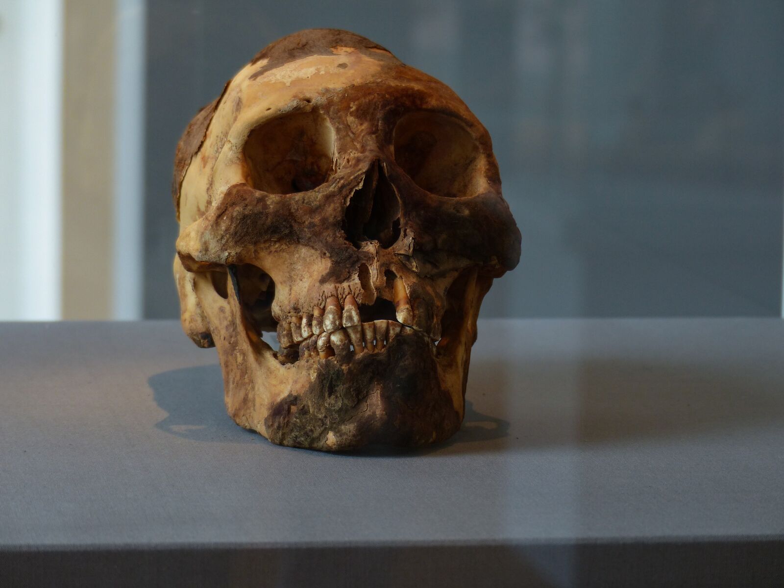 Panasonic Lumix DMC-FZ200 sample photo. Skull, skeleton, bone photography