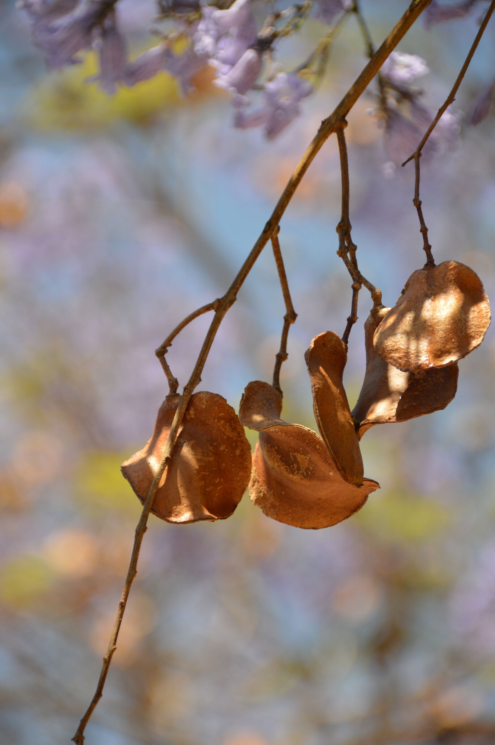 Nikon D3200 sample photo. Nature, leaf, tree photography