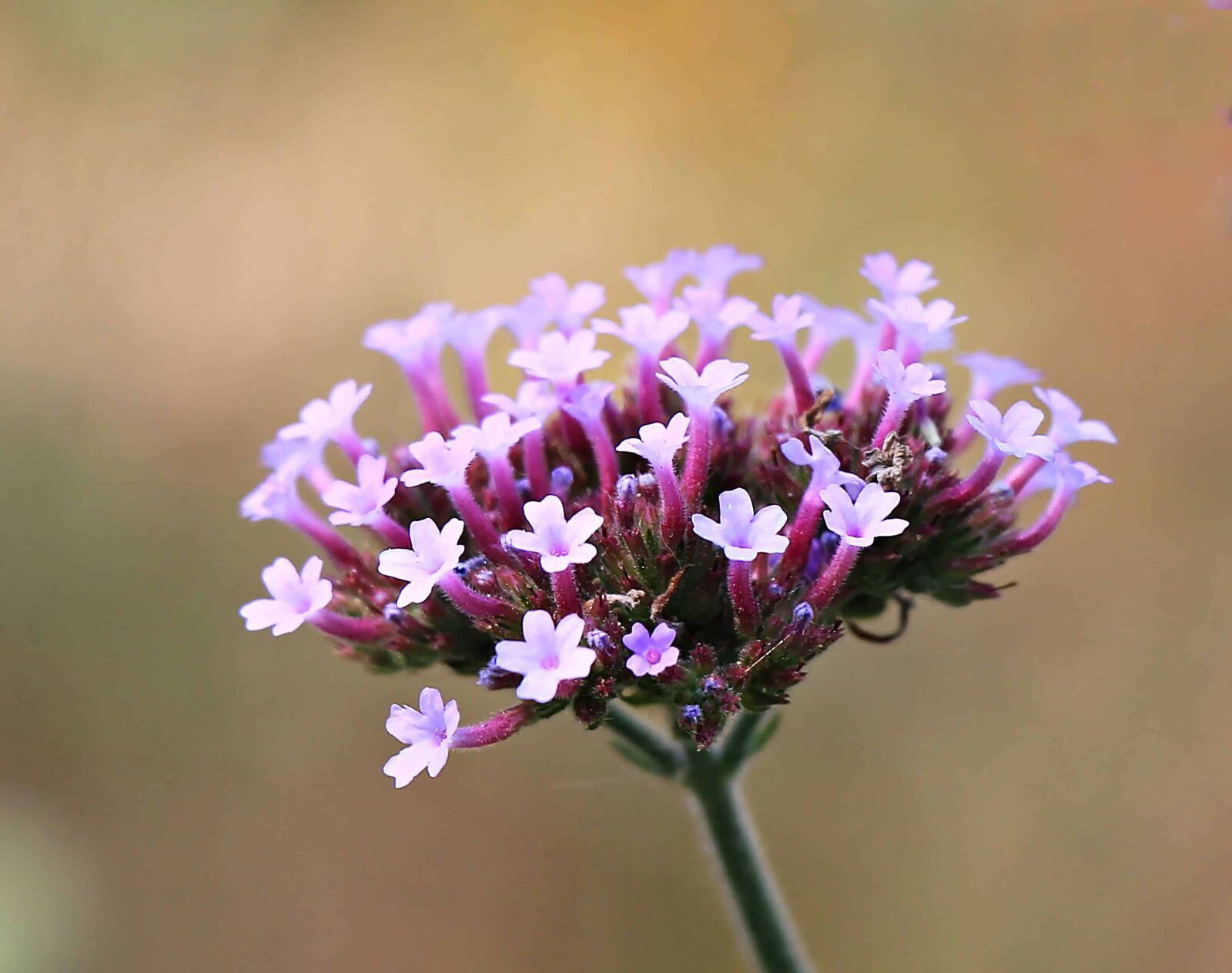 Canon EOS 550D (EOS Rebel T2i / EOS Kiss X4) sample photo. Herb, plant, flower, pink photography