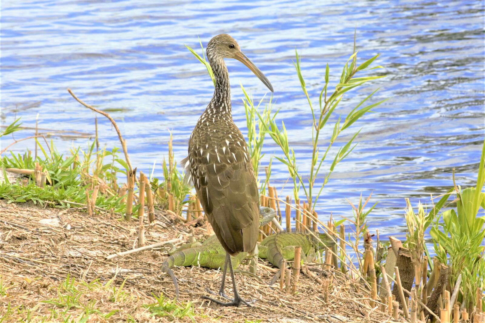 Nikon D7100 sample photo. Bird and iguanas together photography