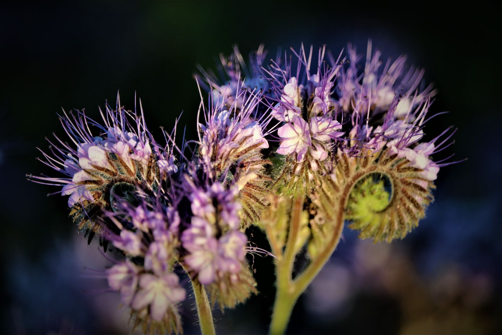 Canon EF-S 55-250mm F4-5.6 IS STM sample photo. Biodiversity, wild flowers, spring photography