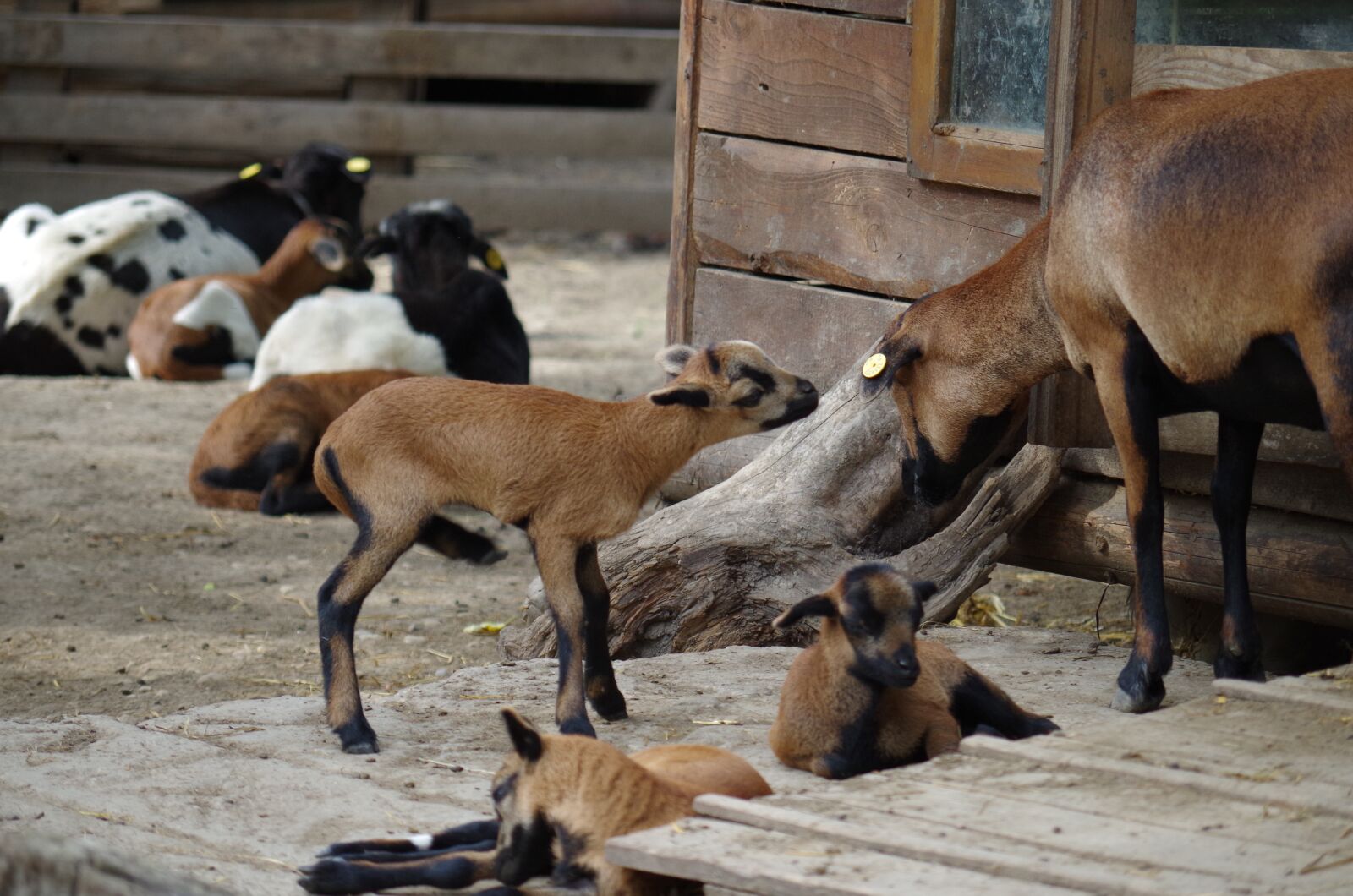 Pentax K-500 sample photo. Farm, goat, animal photography