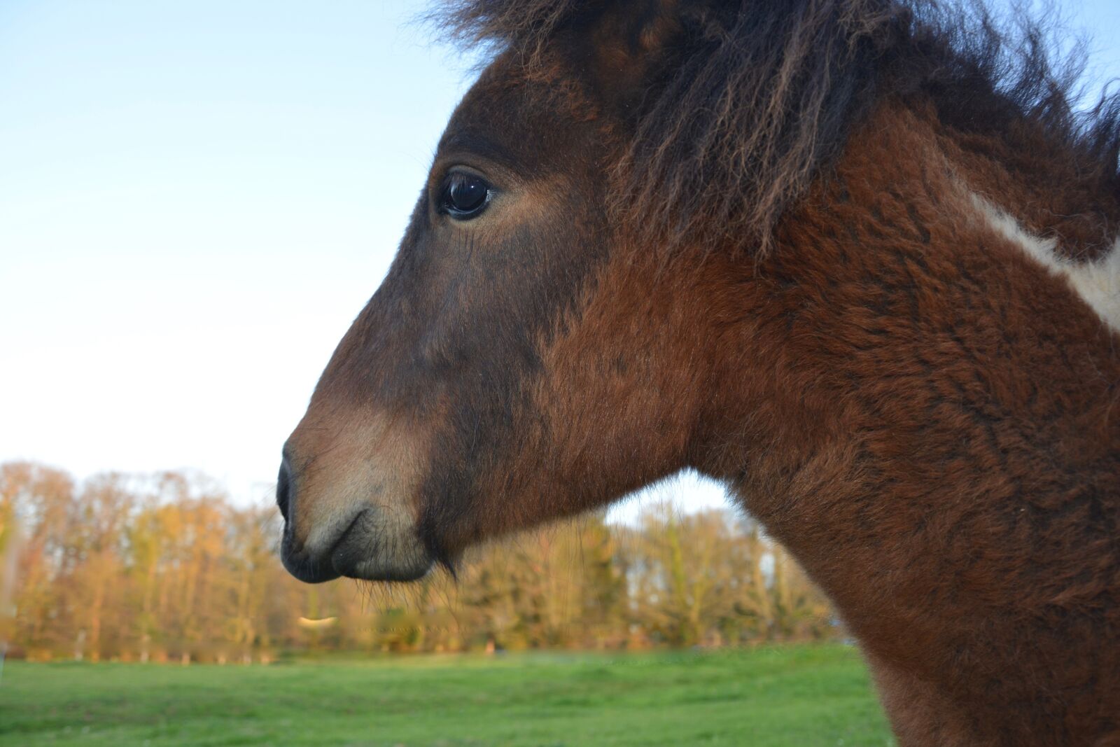 Nikon D5200 sample photo. Pony, profile, eye photography