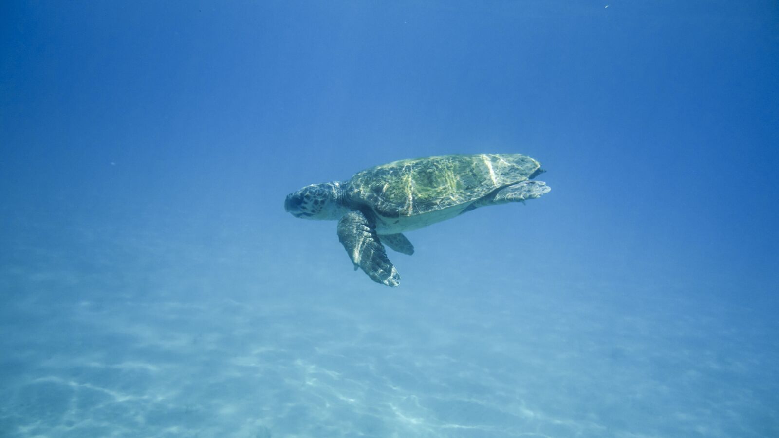 Sony Cyber-shot DSC-RX100 sample photo. Turtle, water turtle, portrait photography