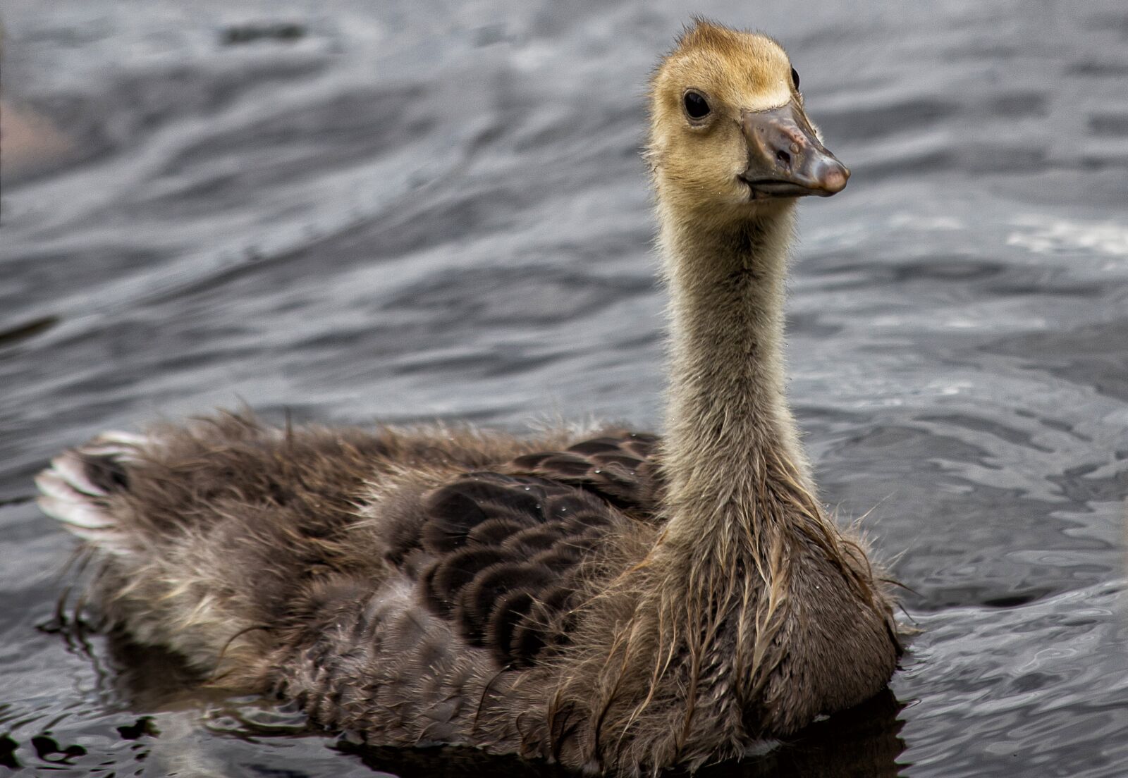 Canon EF 70-300mm F4-5.6 IS USM sample photo. Wild goose, chicks, young photography