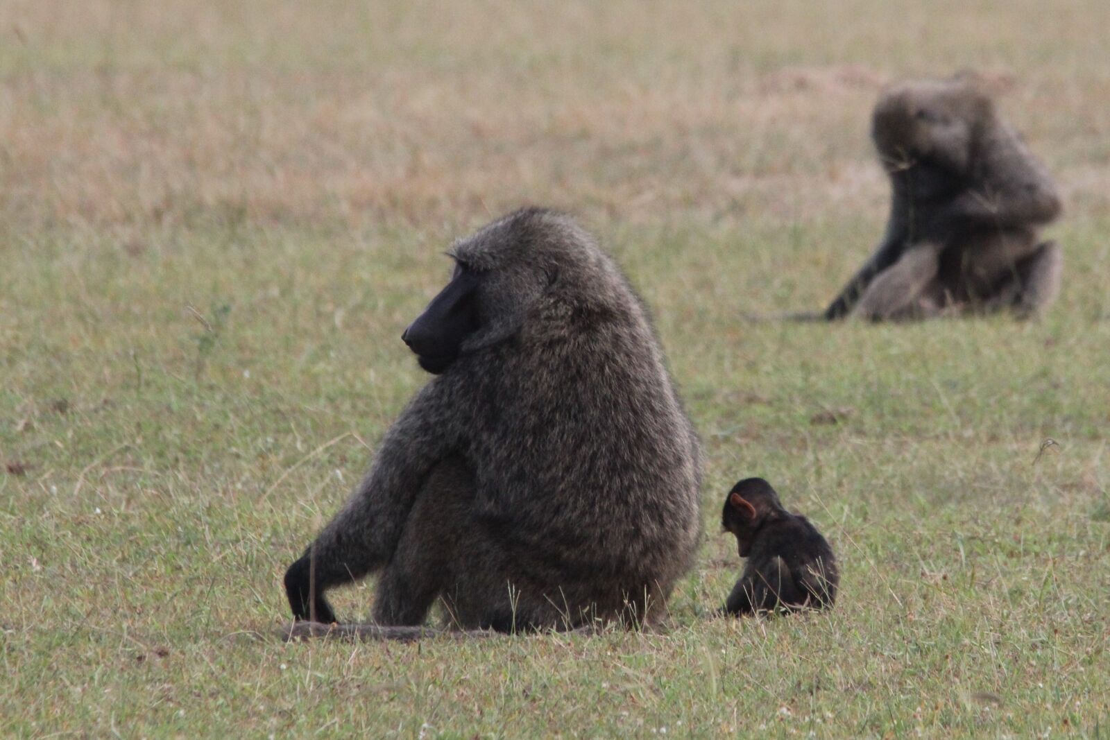 Canon EOS 60D sample photo. Father, son, baboons photography