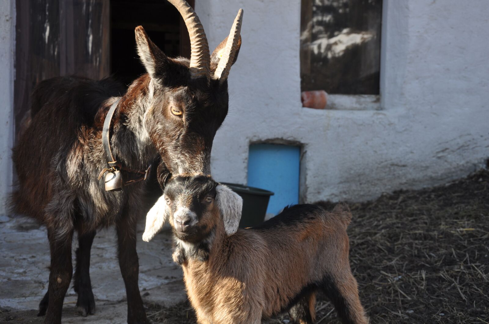 Nikon D5000 sample photo. Gitzi, goat, mama photography