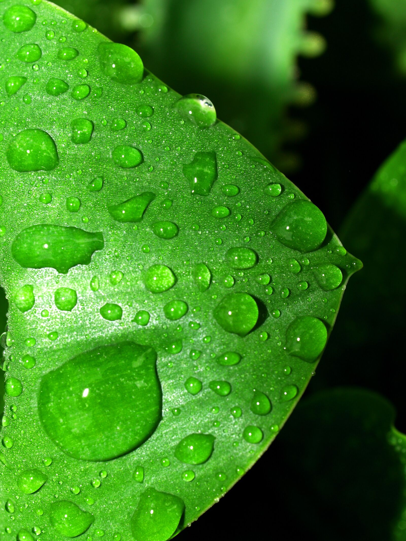 Olympus E-300 (EVOLT E-300) sample photo. Water, drops, leaf photography