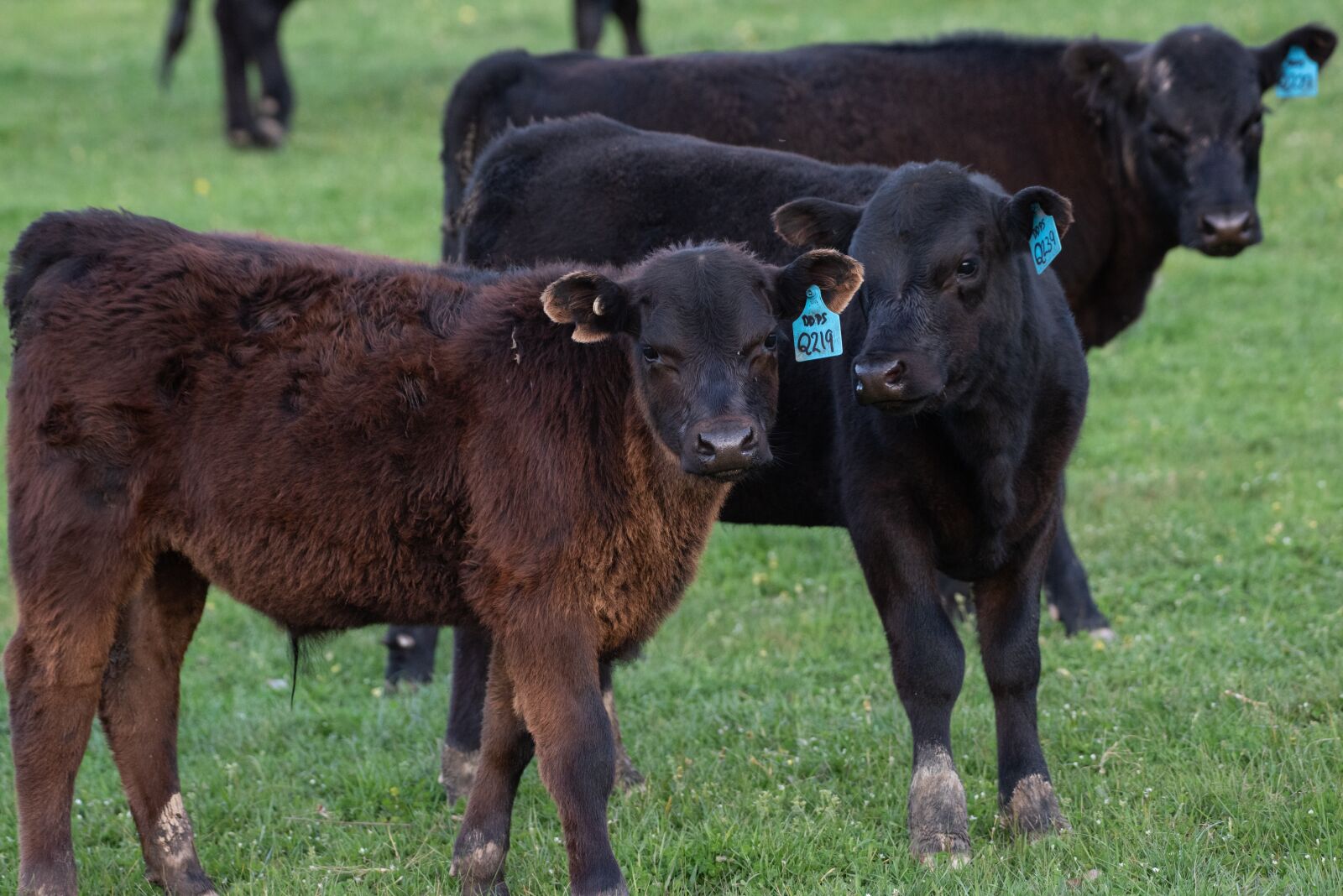 Nikon D750 sample photo. Cow, calf, black angus photography