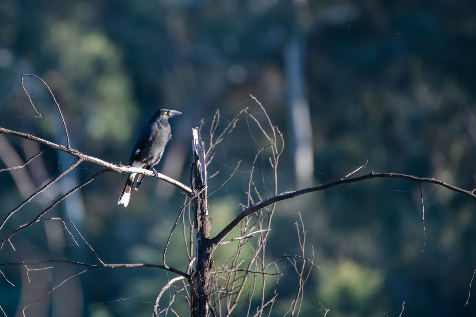 Nikon D850 sample photo. Pied currawong, strepera graculina photography