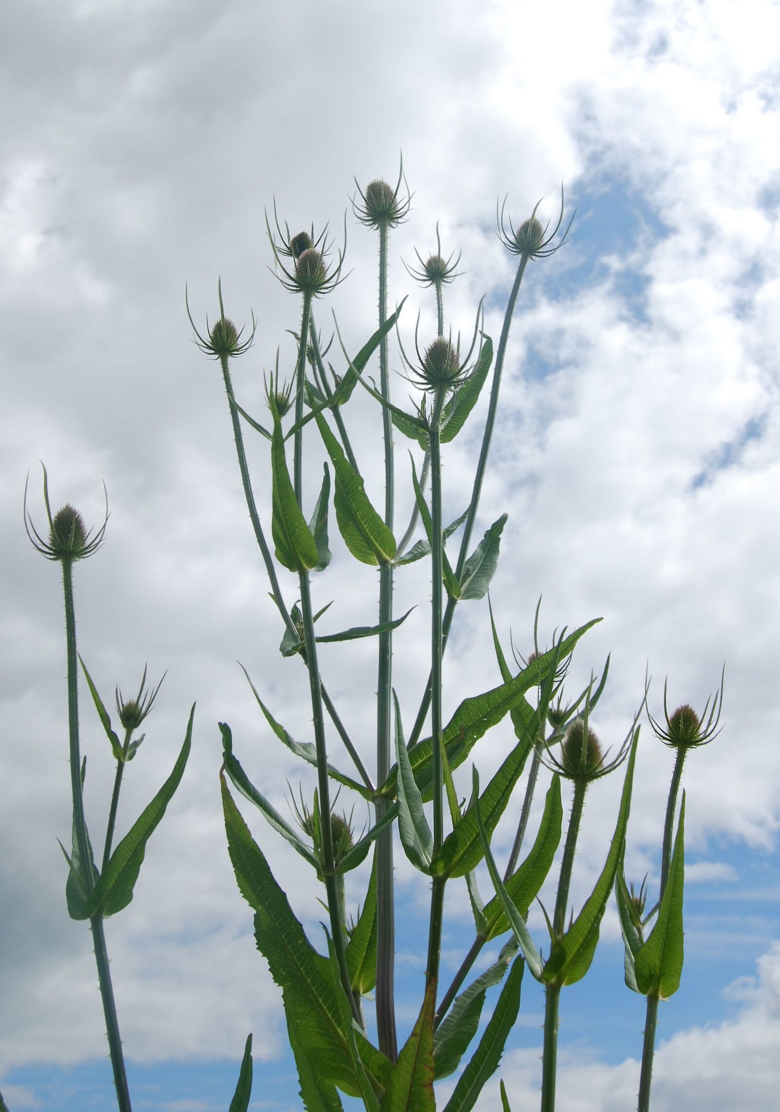 Nikon D80 sample photo. Teazle, dipsacus, teazel photography