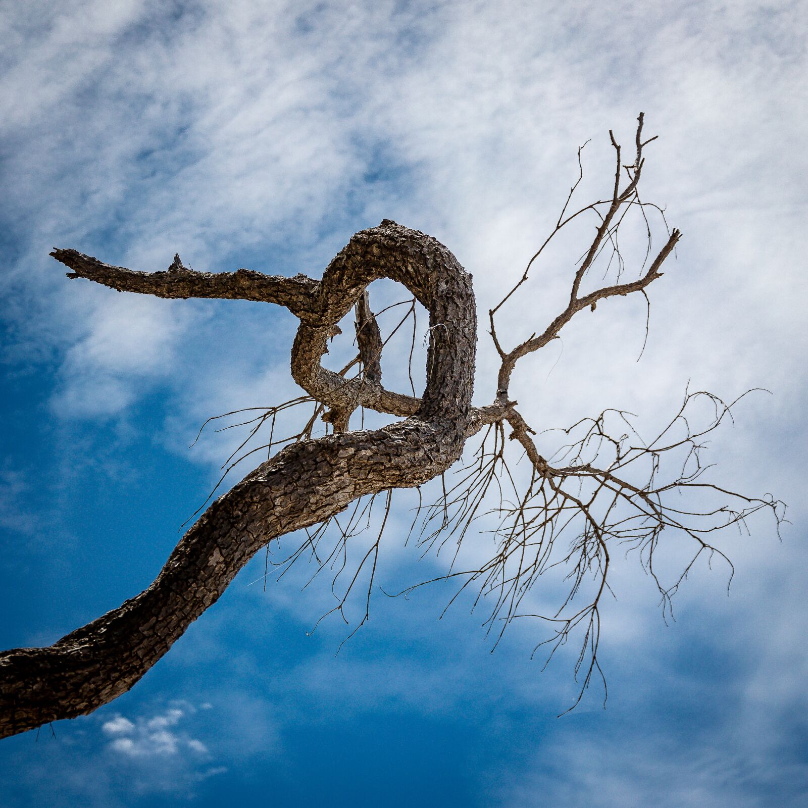 Nikon D3100 sample photo. Tree, bole, wood photography