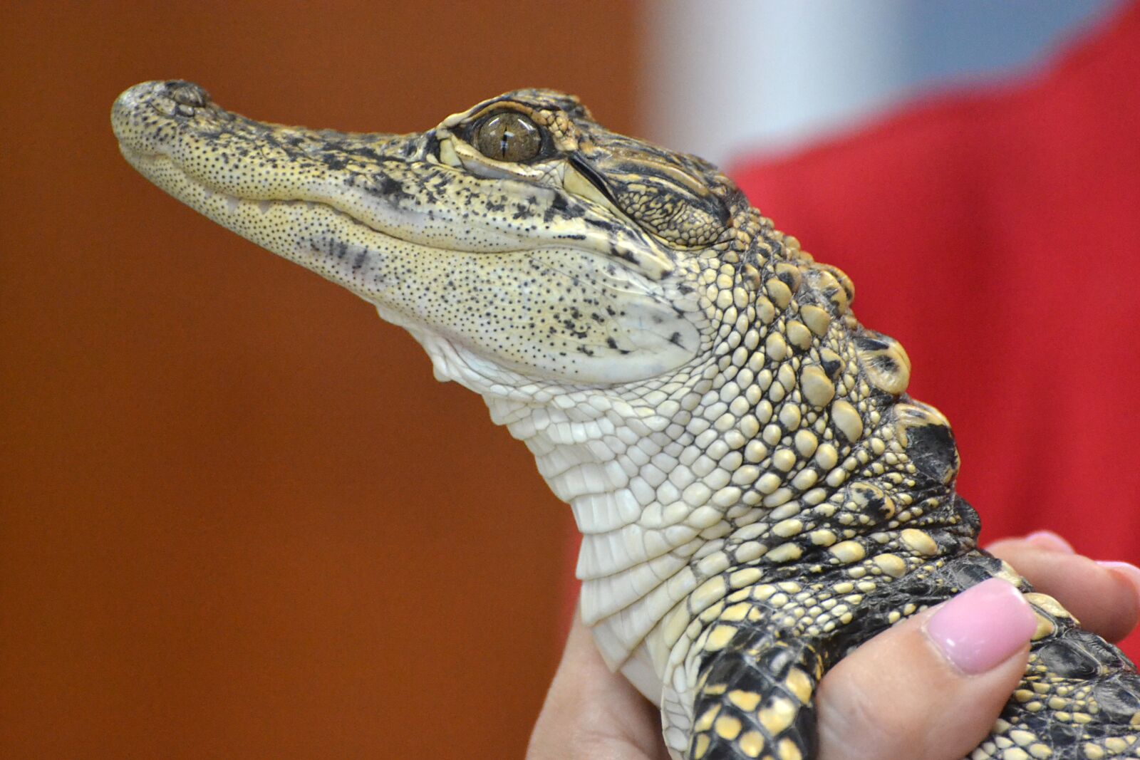 Nikon D3100 sample photo. Alligator, baby, reptile photography
