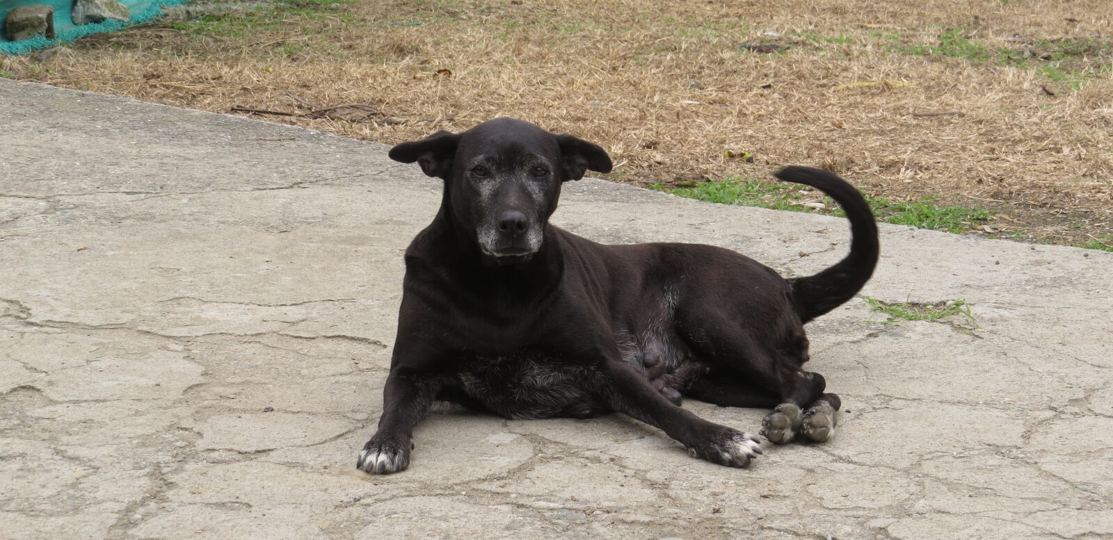 Canon PowerShot SX50 HS sample photo. Dog, can, animal photography