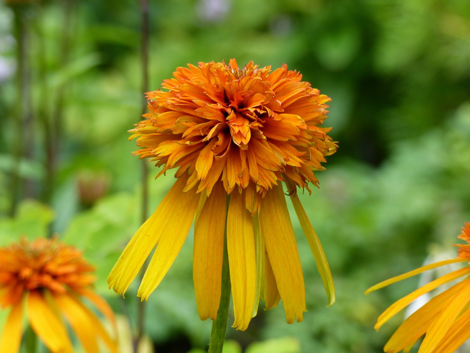 Panasonic Lumix DMC-FZ200 sample photo. Flowers, orange, yellow photography