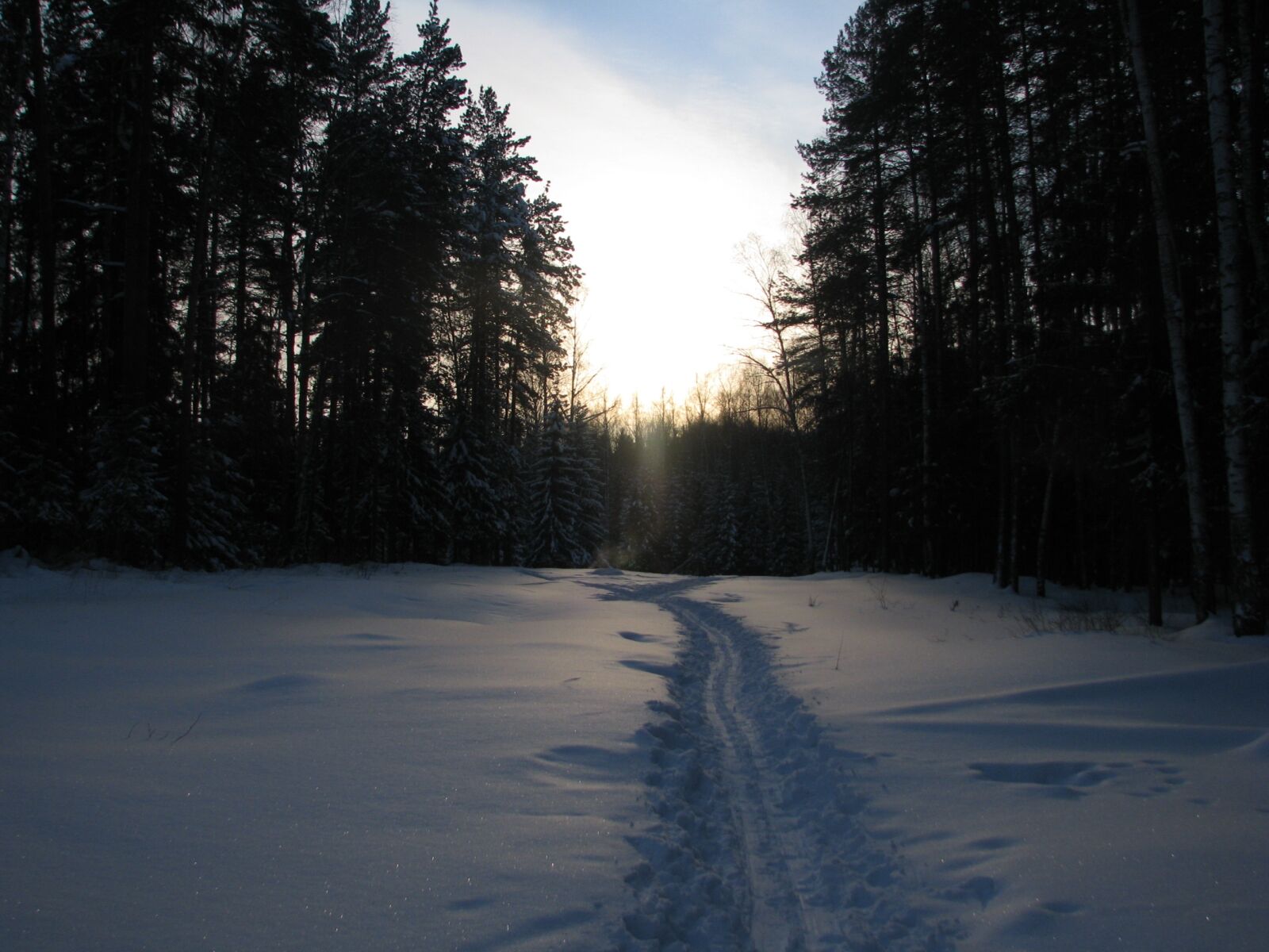 Canon POWERSHOT S5 IS sample photo. Winter, forest, trails photography