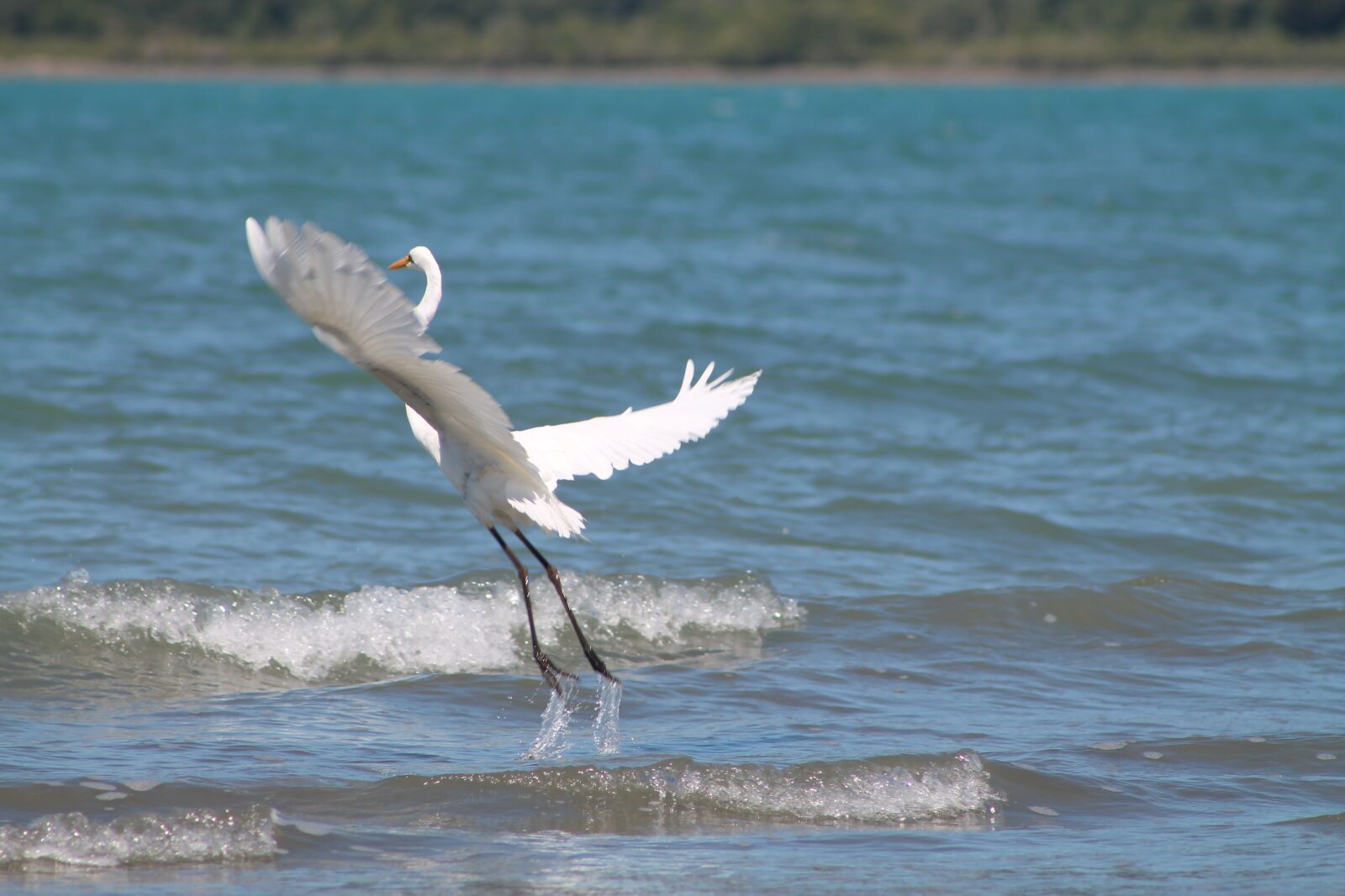 Canon EF75-300mm f/4-5.6 sample photo. Great, egret, white photography
