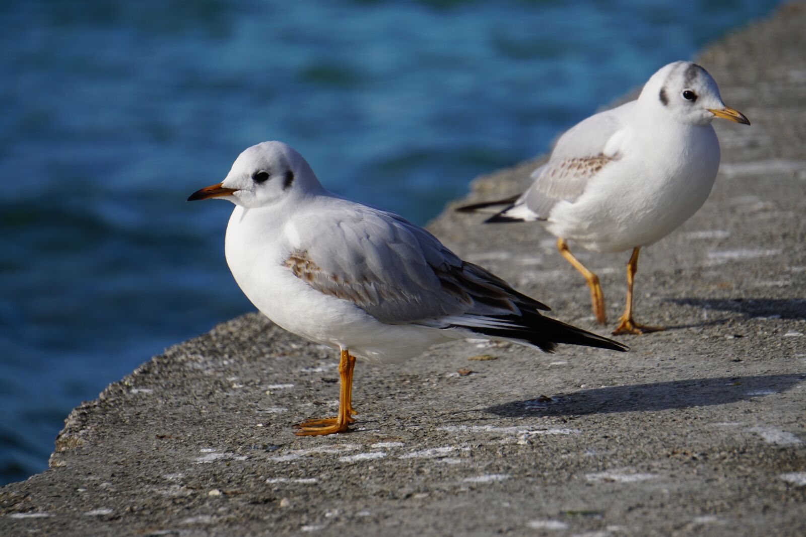 Sony E 55-210mm F4.5-6.3 OSS sample photo. Seagull, attersee, bird photography