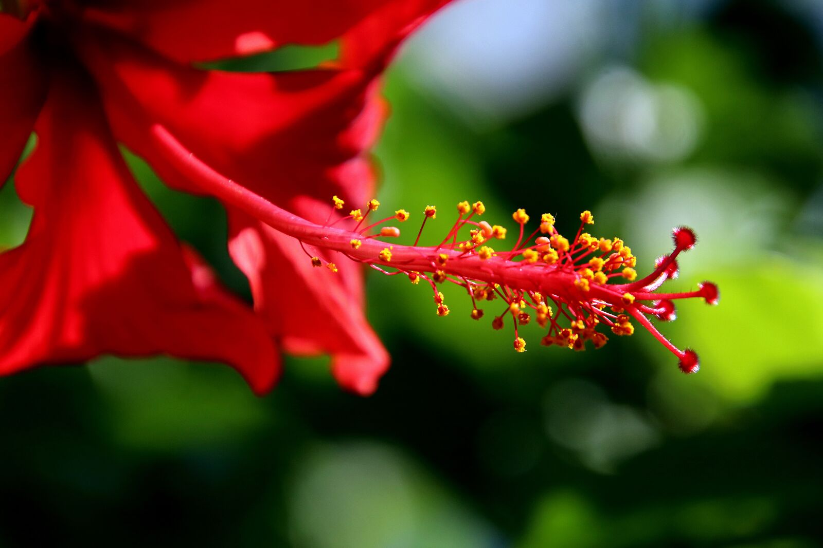Canon EOS 80D sample photo. Flower, hibiscus flowers, flower photography