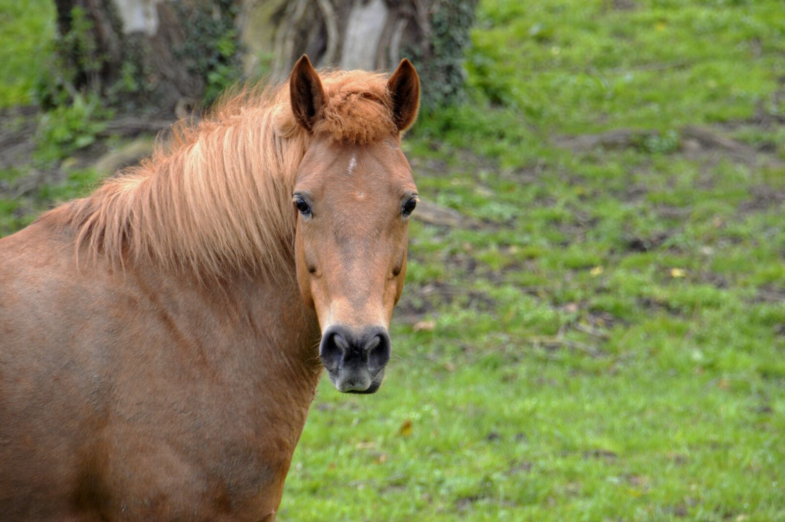 Nikon D3200 sample photo. Animal, lawn, prairie photography