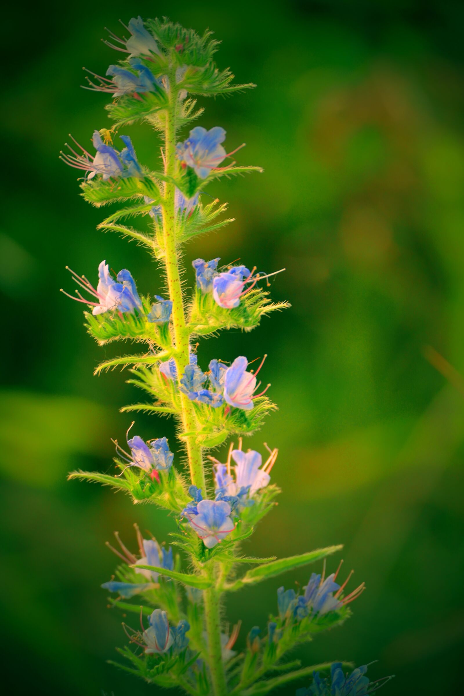 Panasonic Lumix DMC-FZ1000 sample photo. Flower, sage, meadow photography