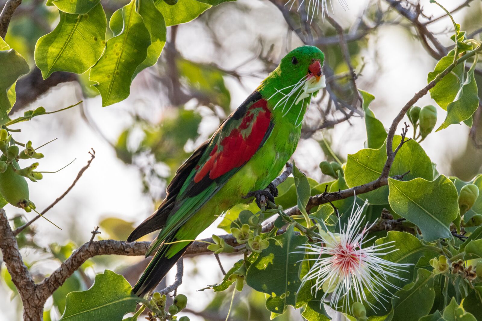 Canon EOS 80D sample photo. Redwing parrot, birds, nature photography