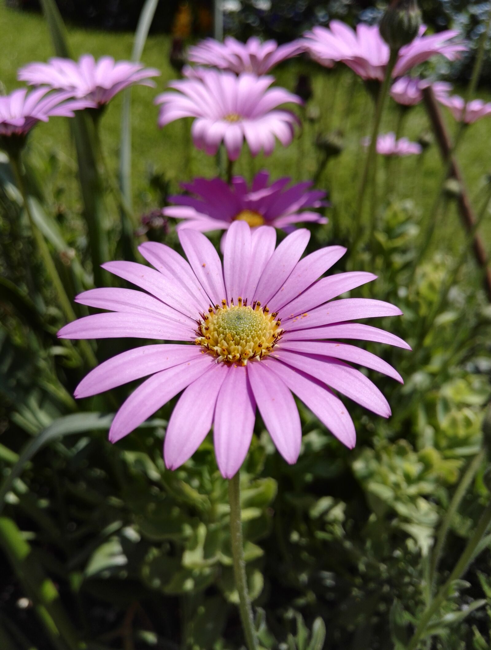 HUAWEI Honor 7 sample photo. Flower, plant, summer photography