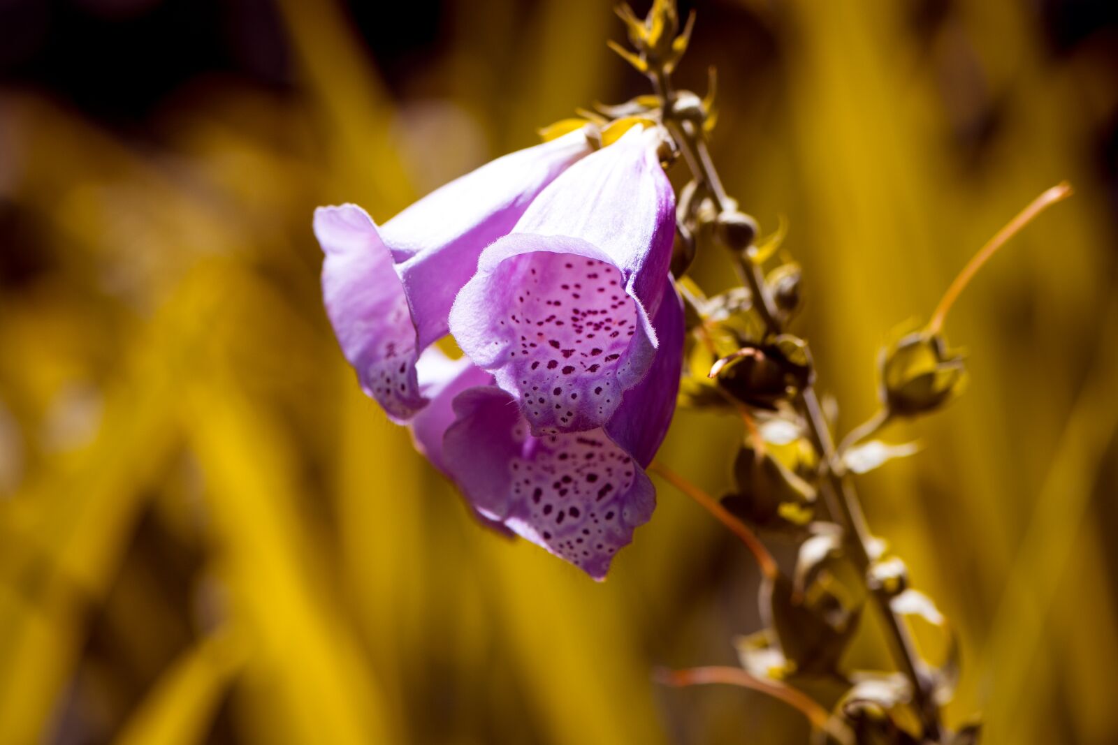 Nikon D7100 sample photo. Thimble, common foxglove, flower photography