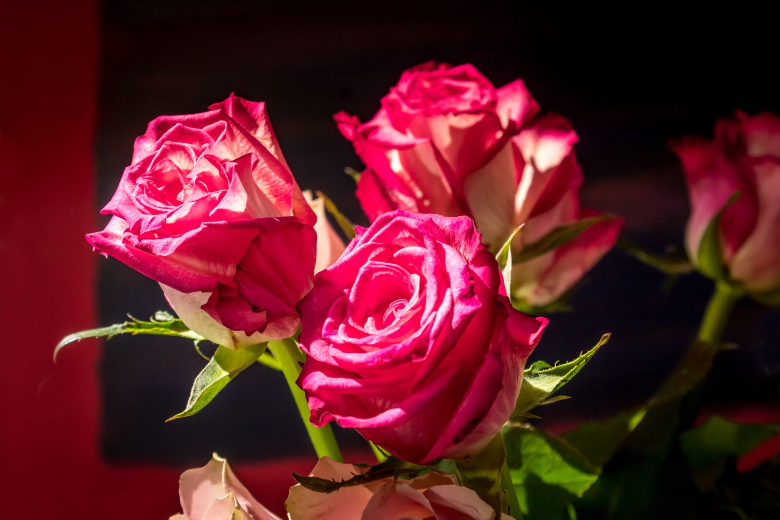 Canon EOS 1300D (EOS Rebel T6 / EOS Kiss X80) sample photo. Rose, rosaceae, red photography