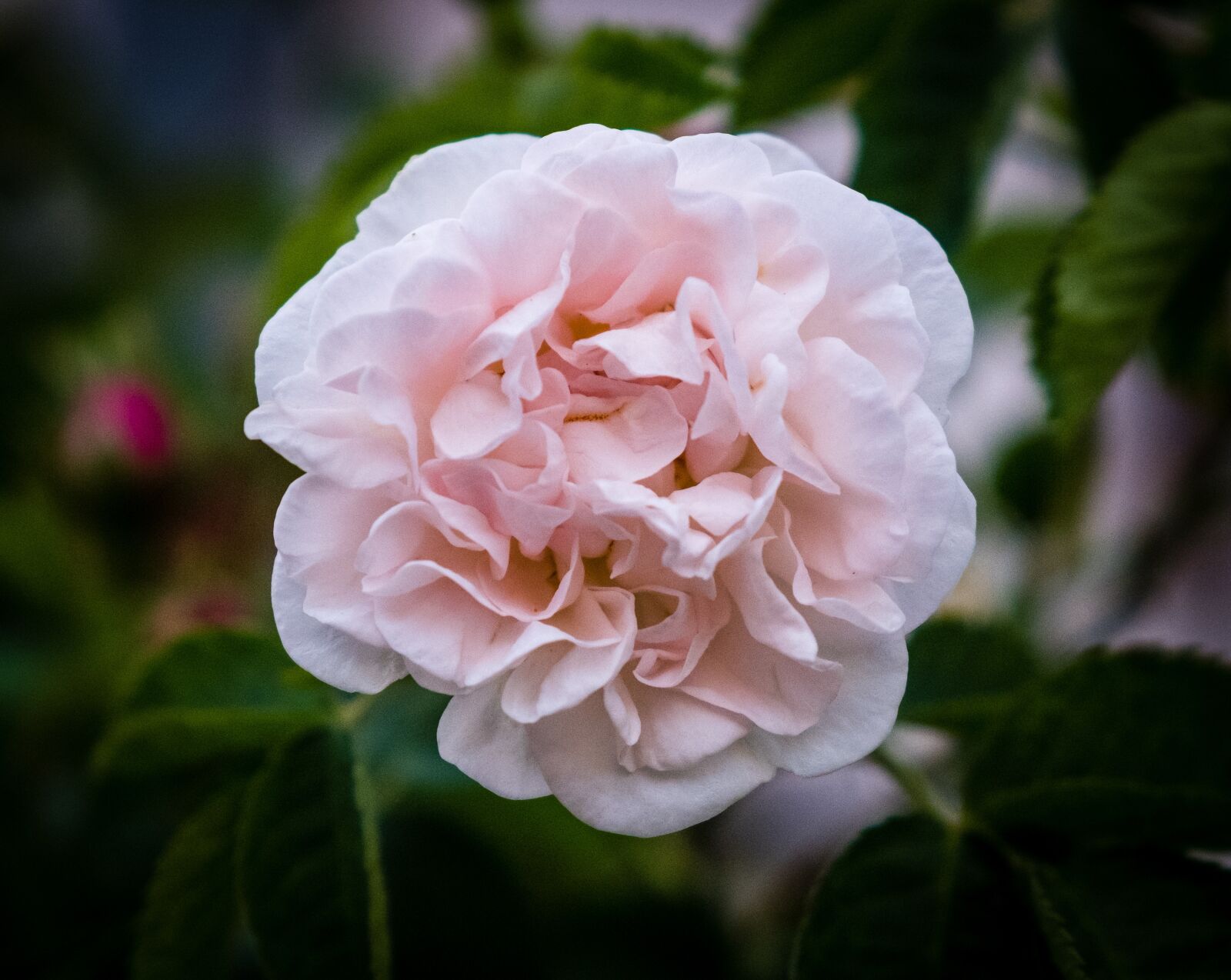 Fujifilm X-T2 sample photo. Rose, rose bloom, bud photography