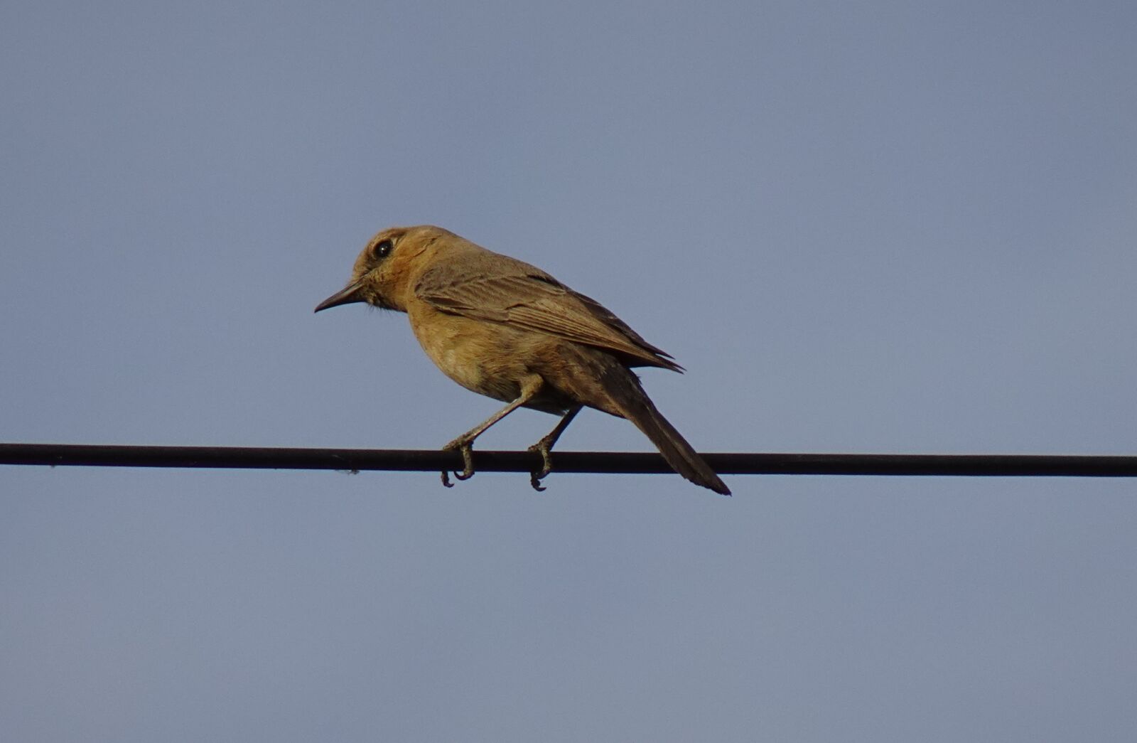 Sony DSC-WX800 sample photo. Bird, brown rock chat photography
