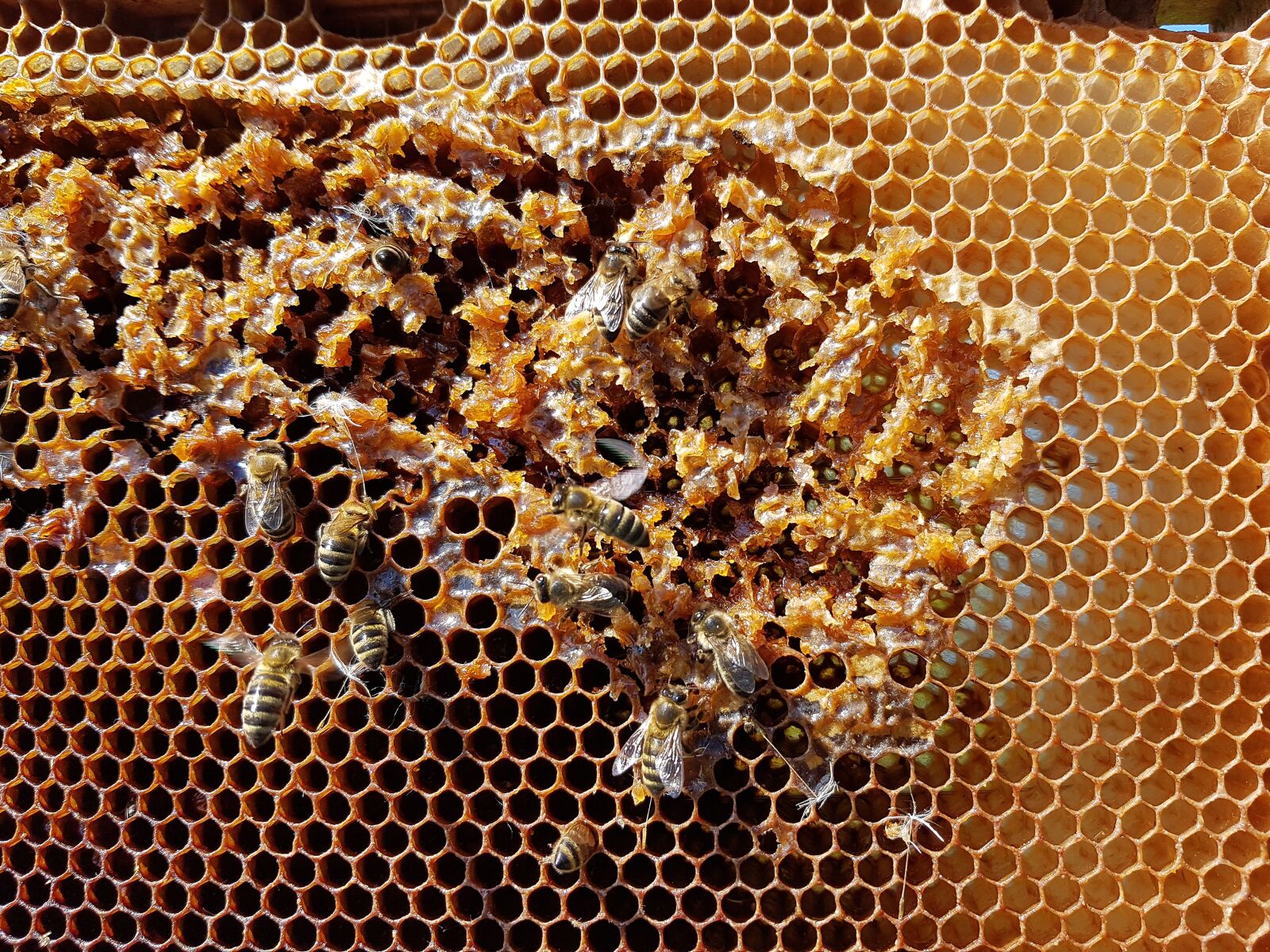 Samsung Galaxy S7 Edge sample photo. Honeycomb, bees, honey photography