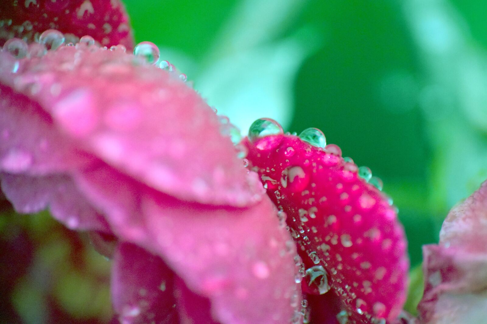 Nikon D5600 sample photo. Rose, petals, raindrops photography
