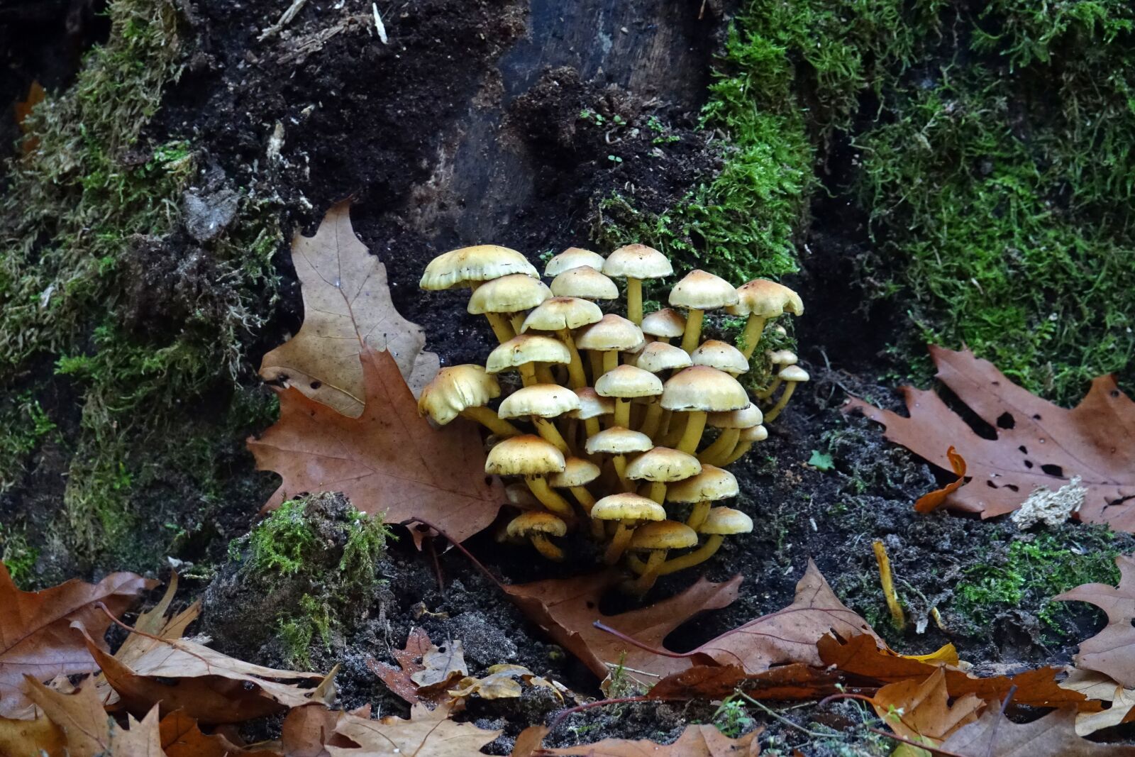 Sony Cyber-shot DSC-RX10 III sample photo. Mushrooms, mushroom, brown photography