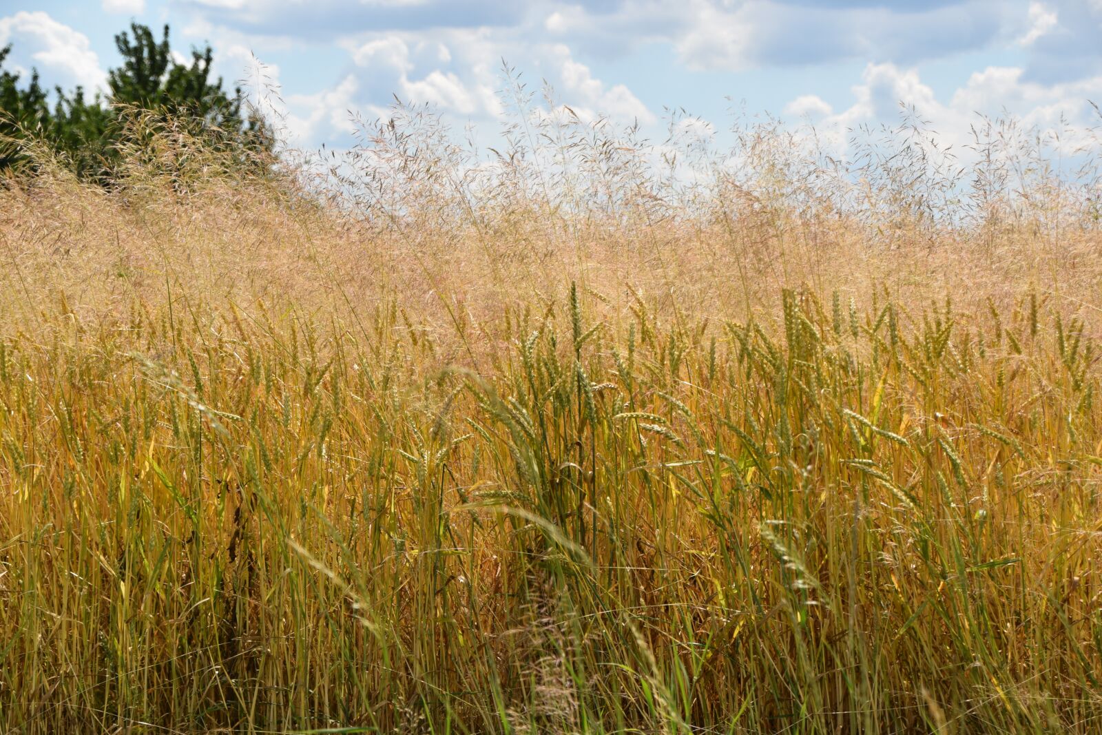 Nikon D5300 sample photo. Summer, corn, field photography