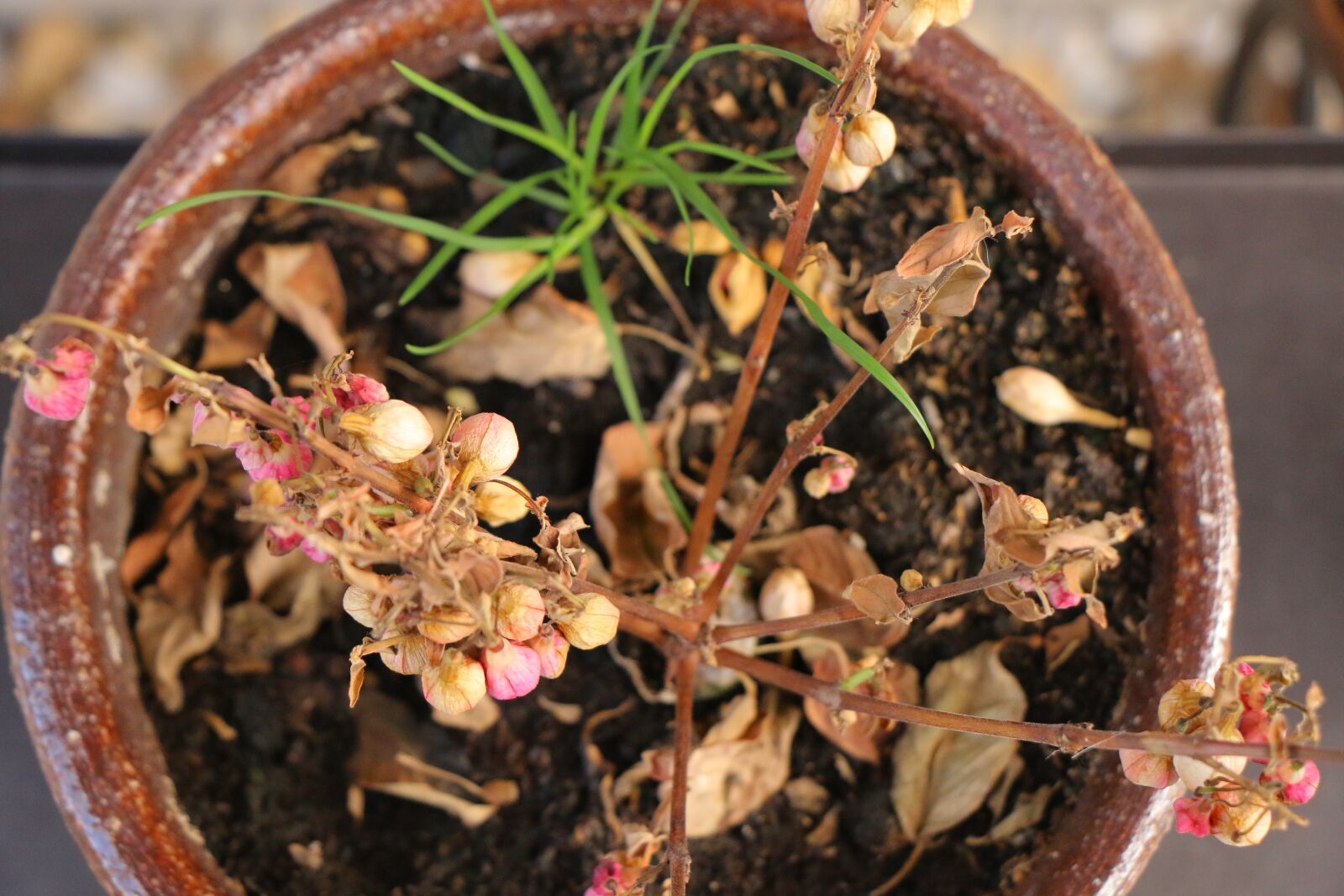 Canon EOS 70D sample photo. Flower, flower pot, clay photography