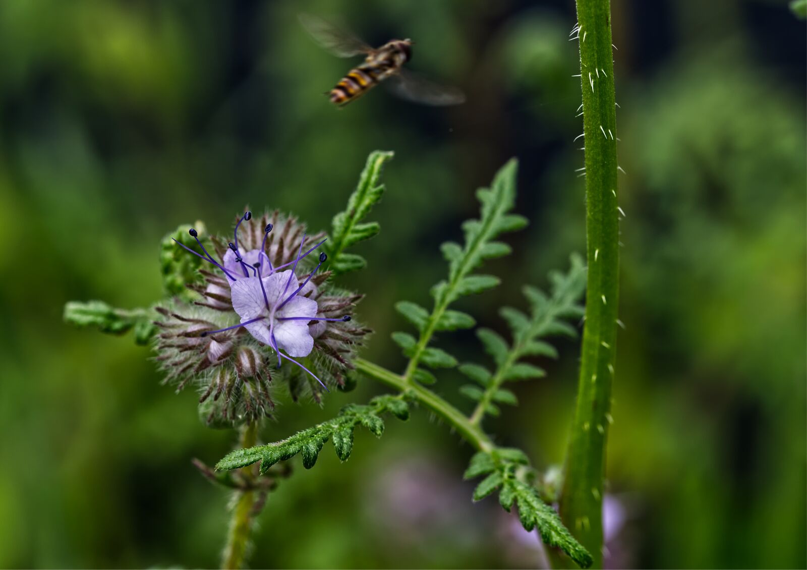 Nikon D5500 sample photo. Blossom, bloom, flower photography