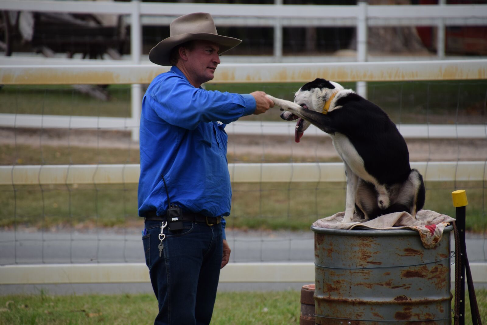 Nikon D5300 sample photo. Friendship, handshake, shepherd dog photography