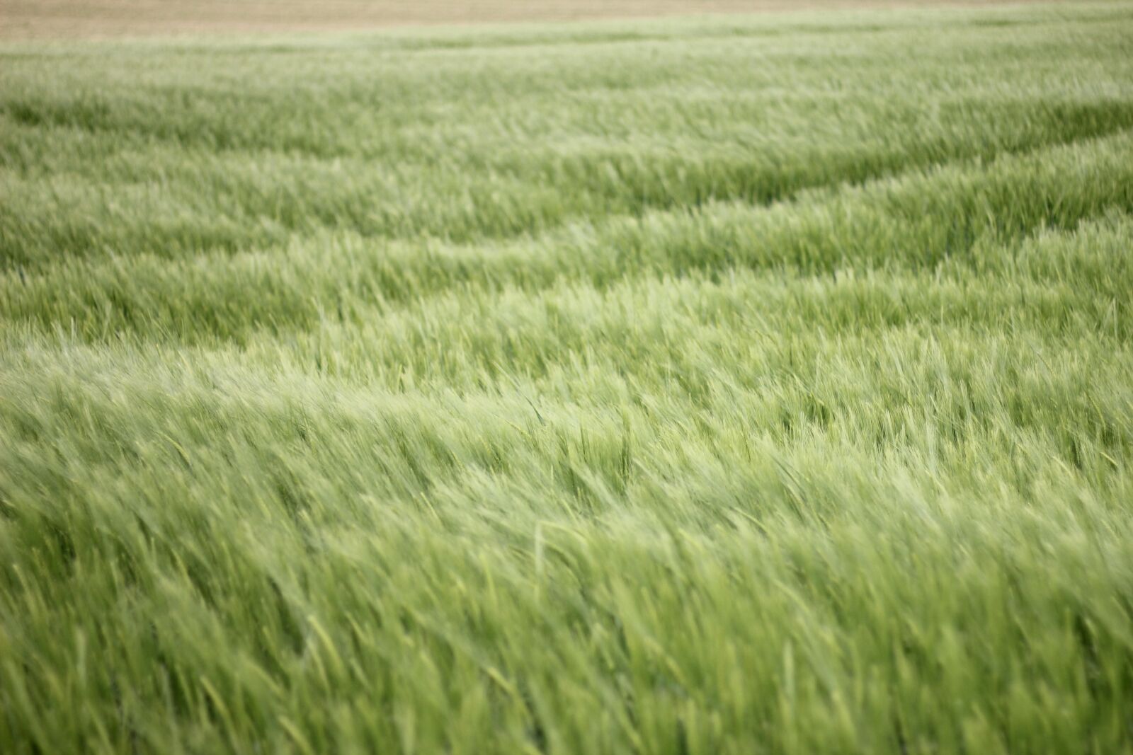 Canon EOS 550D (EOS Rebel T2i / EOS Kiss X4) sample photo. Field, cereals, agriculture photography