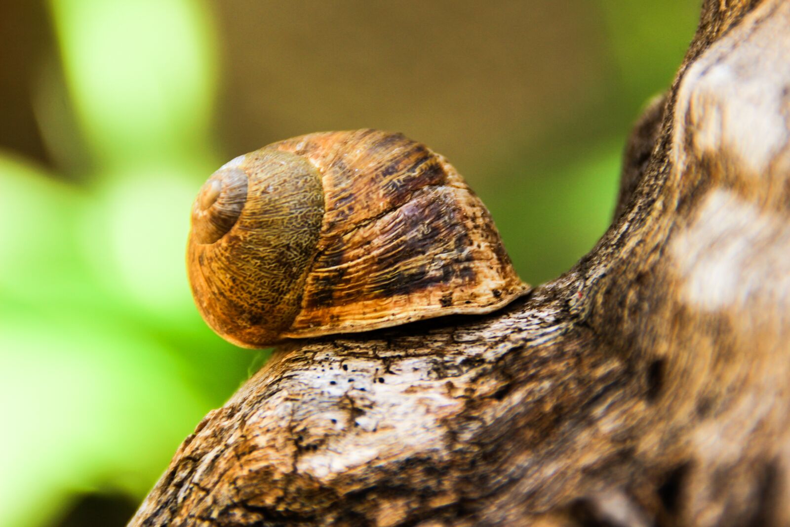 Canon EOS 600D (Rebel EOS T3i / EOS Kiss X5) sample photo. Snail, animal, nature photography
