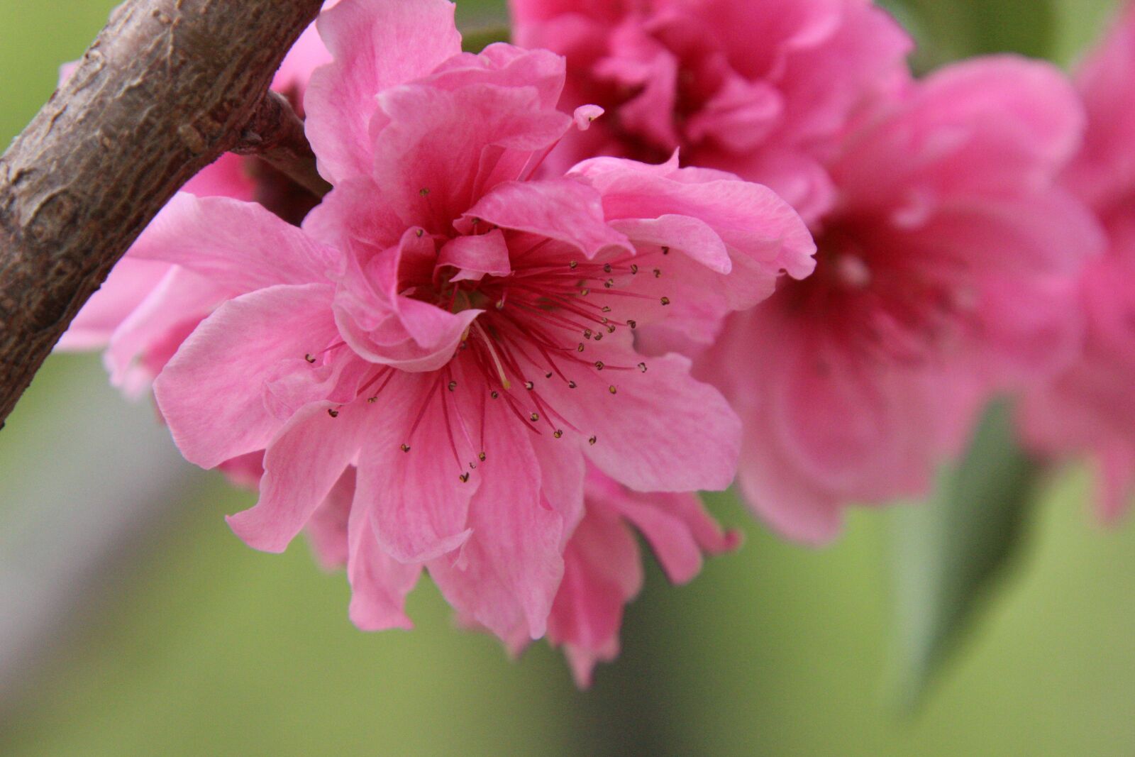Canon EOS 600D (Rebel EOS T3i / EOS Kiss X5) sample photo. Flowers, pink flowers, plum photography