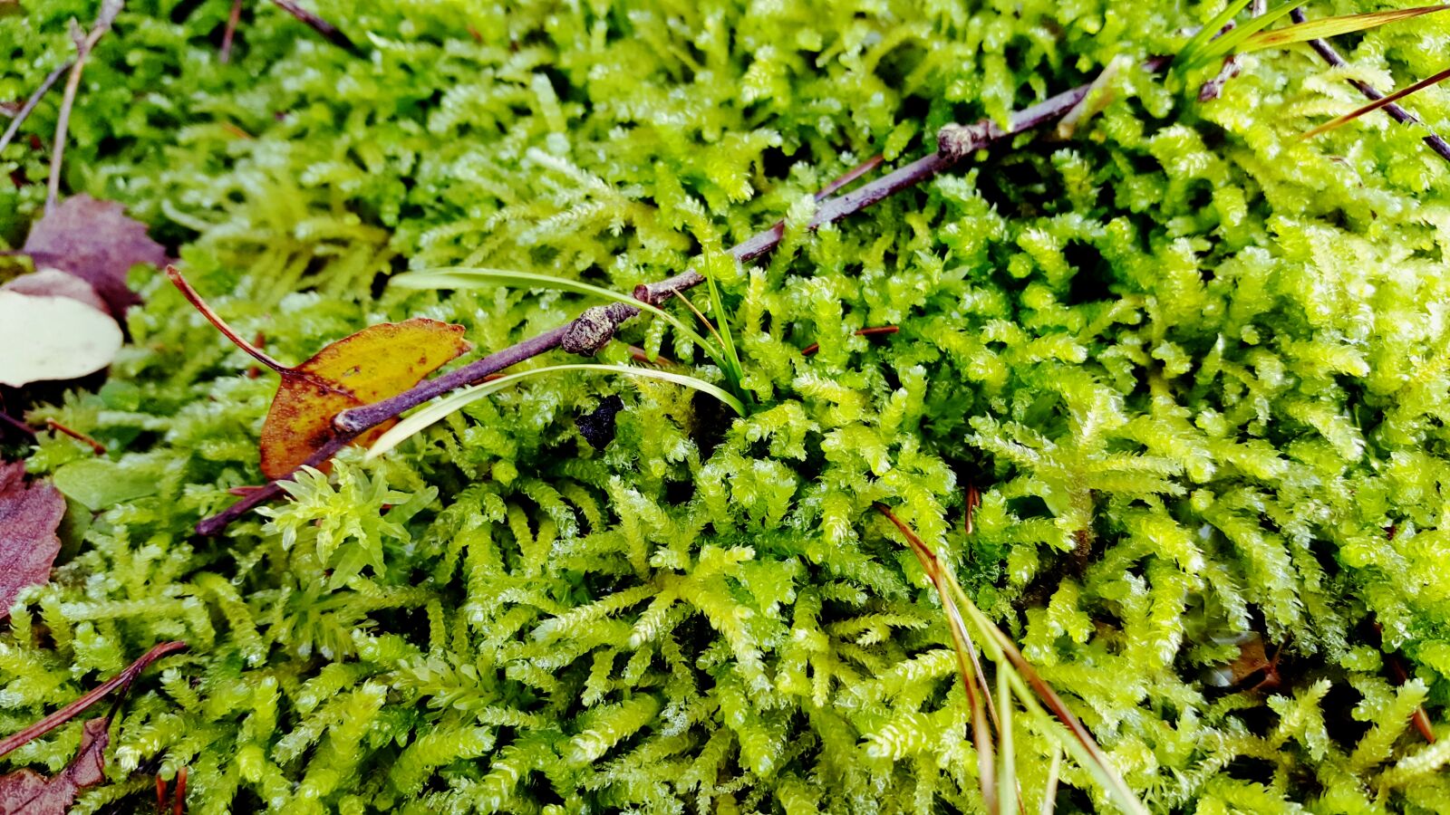 Samsung GALAXY S6 edge sample photo