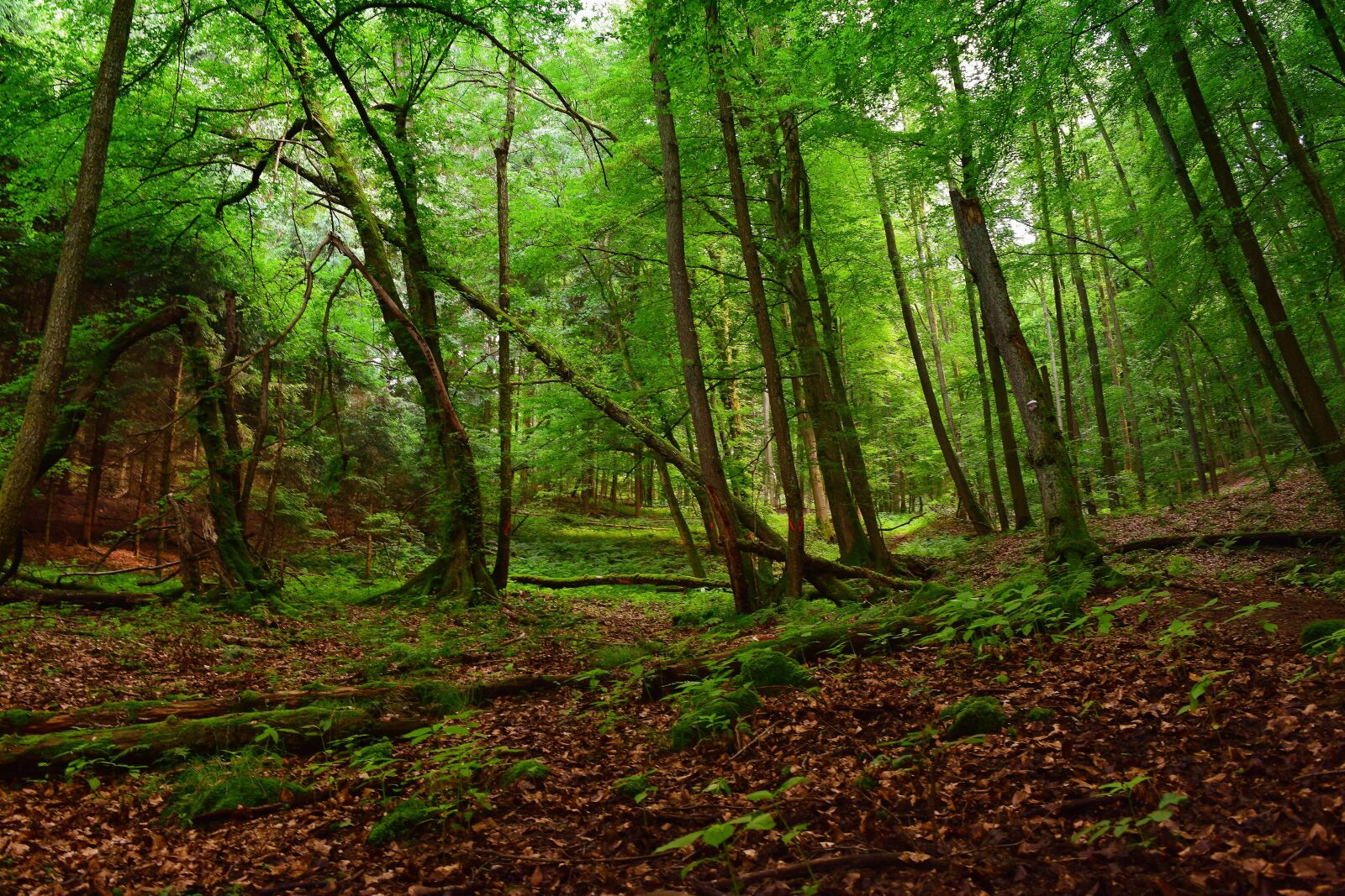 Nikon D5300 sample photo. Forest, earth, nature photography