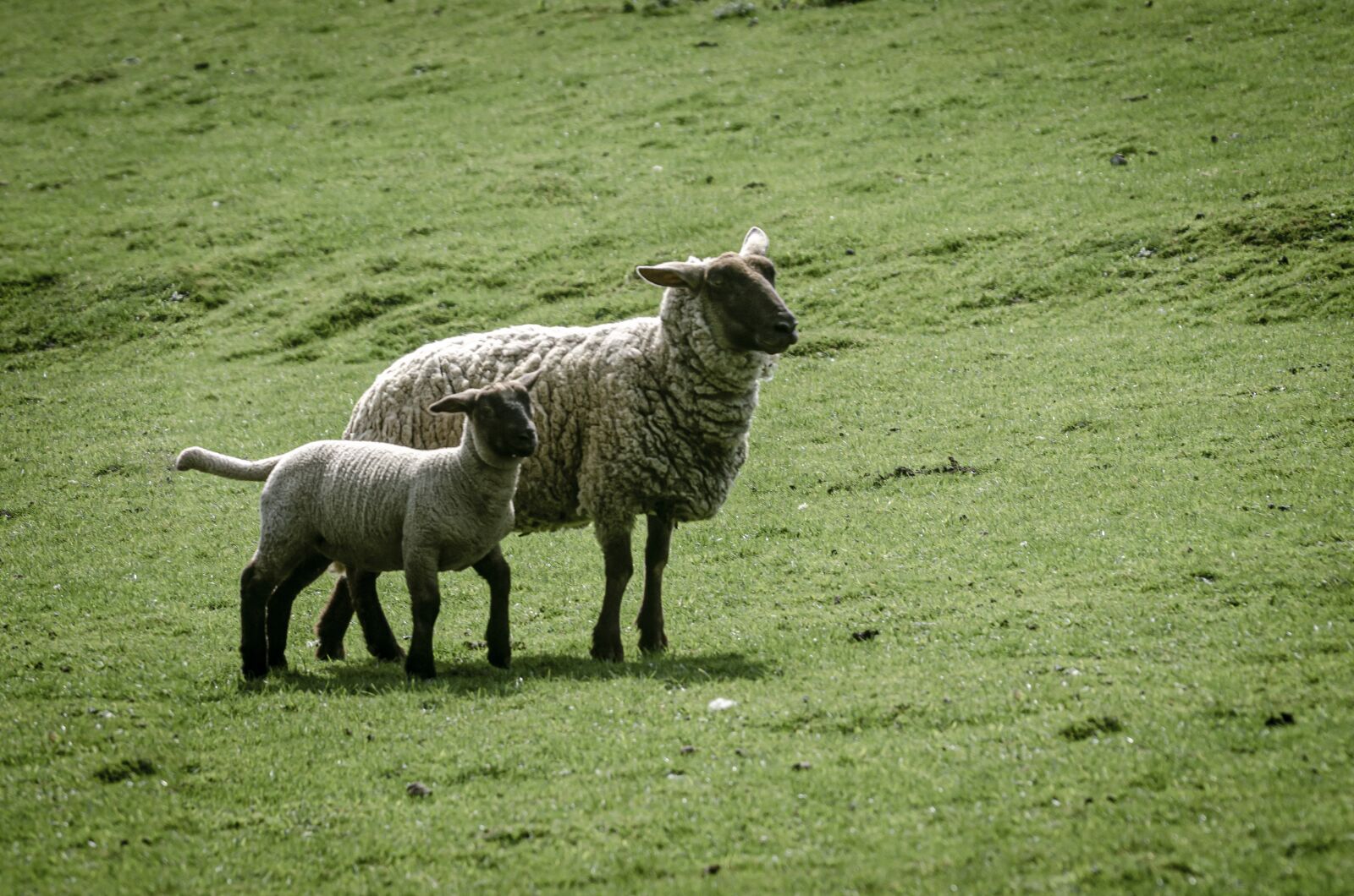 Nikon D7000 sample photo. Sheep, prairie, field photography