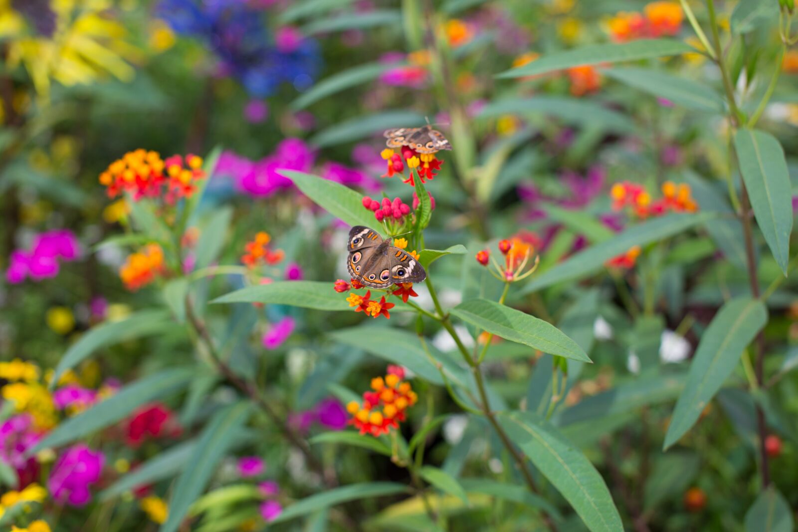 Canon EOS 5D Mark III sample photo. Butterfly, flowers, insect photography