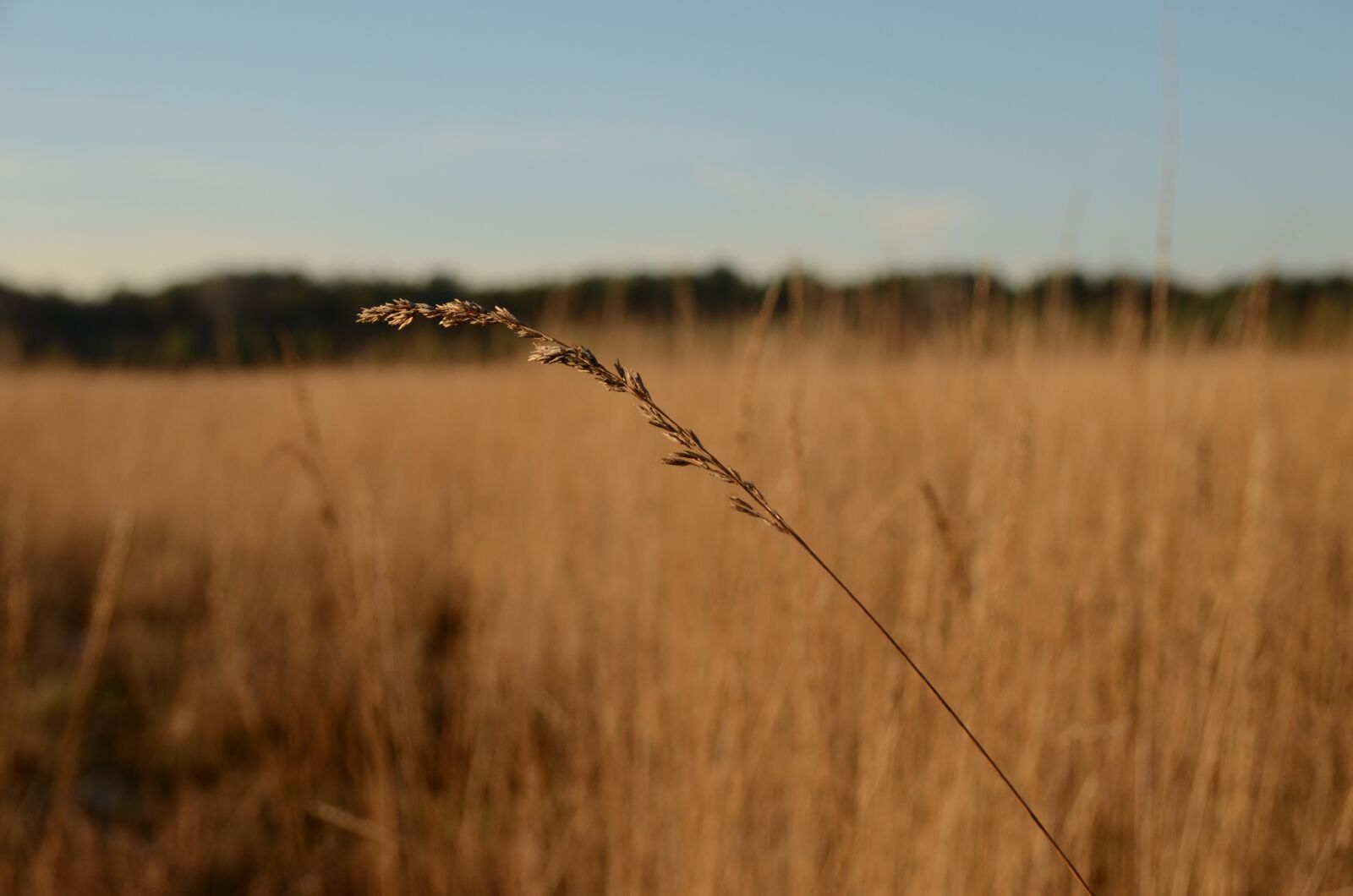 Nikon D7000 sample photo. Heide, winter, branch photography