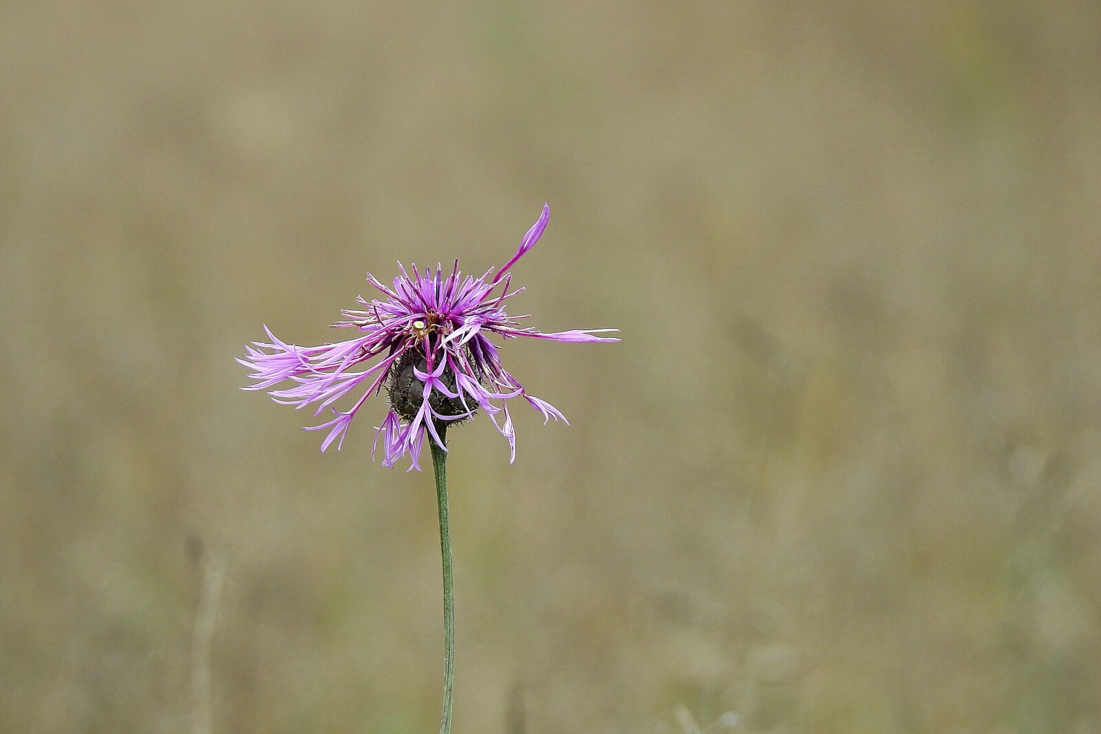 Nikon Coolpix P900 sample photo. Thistle, flower, purple flower photography