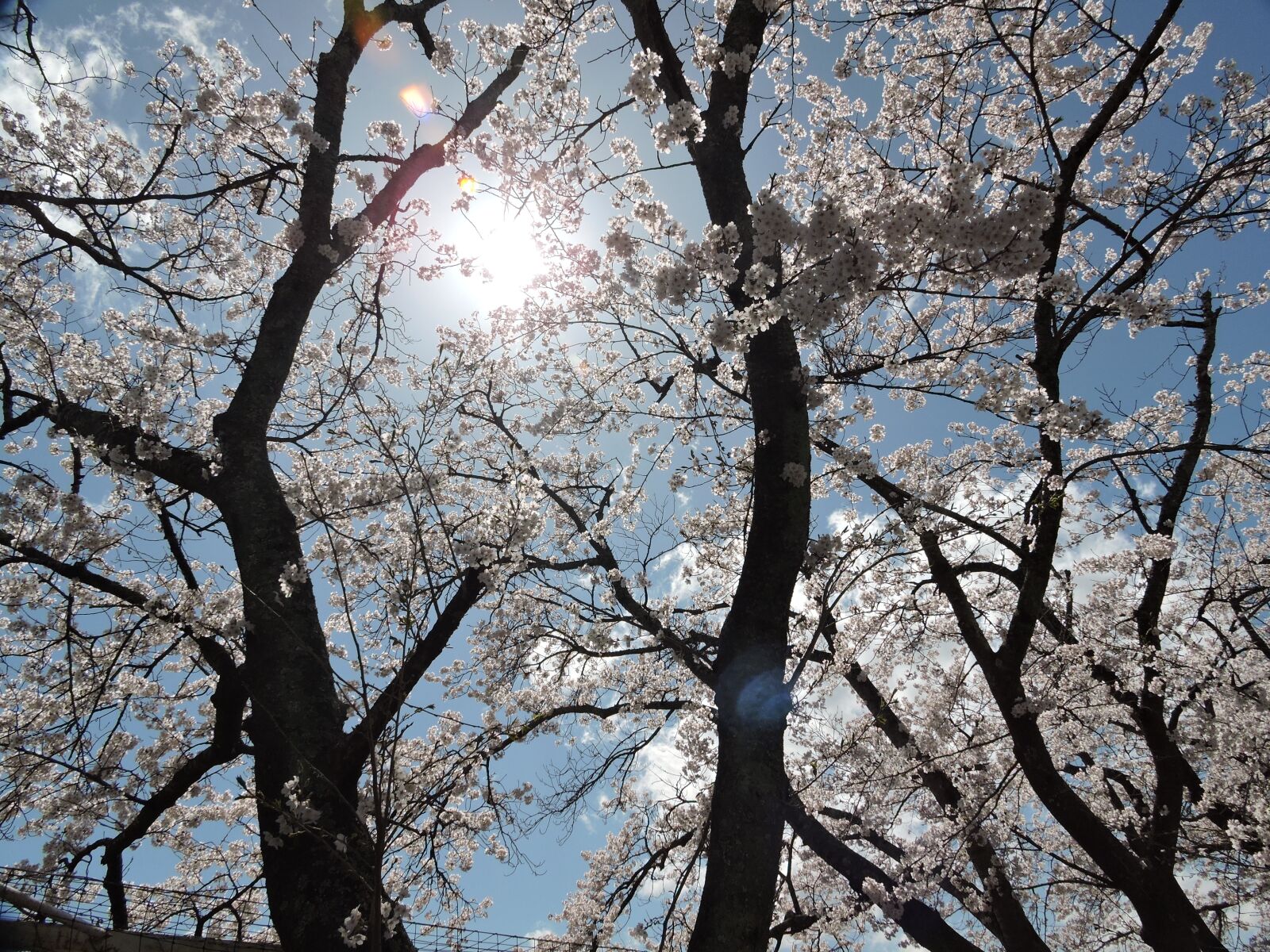 Nikon Coolpix P600 sample photo. Japan, cherry blossoms, light photography