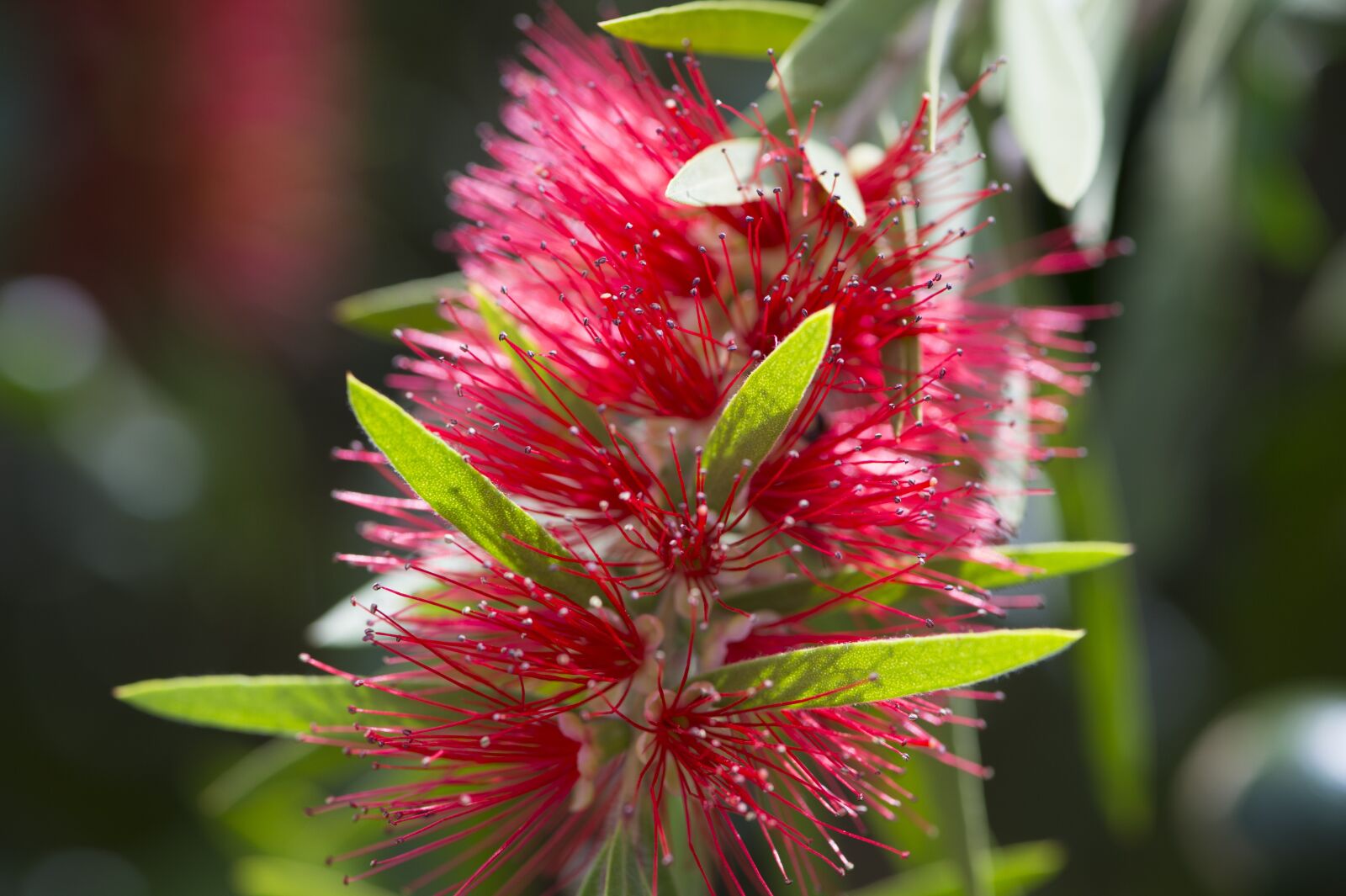 Nikon D4S sample photo. Flower, macro photography, tropical photography